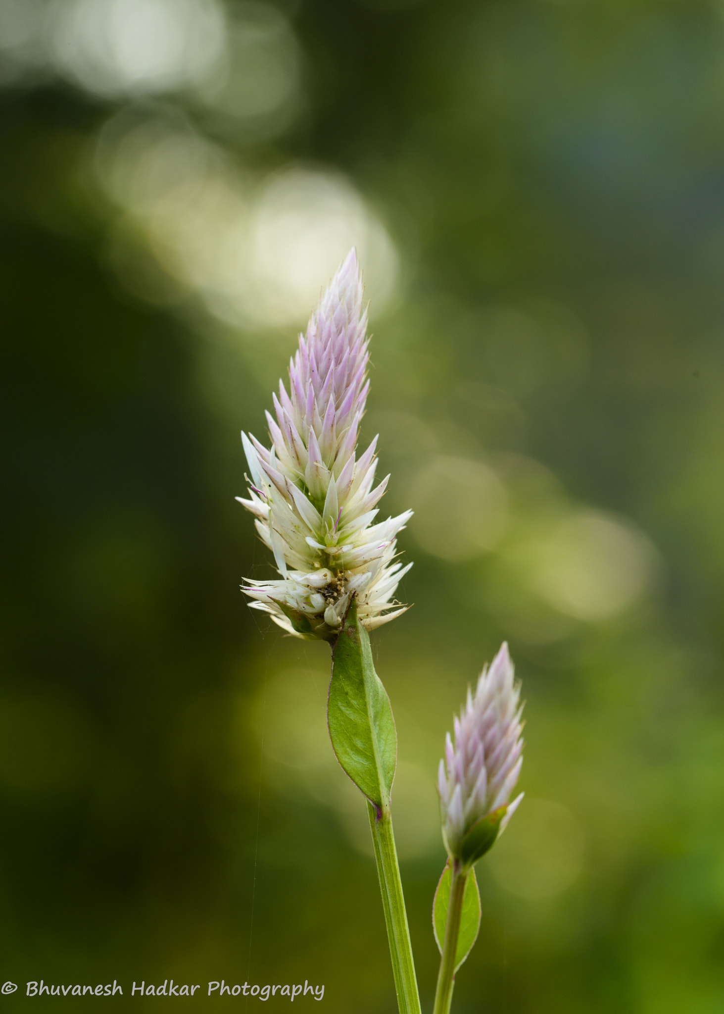 Nikon D800 sample photo. Flower with bokeh! photography