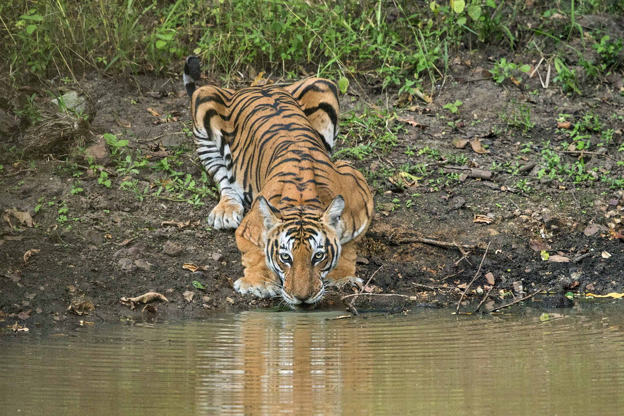 Canon EOS-1D X + Canon EF 500mm F4L IS II USM sample photo. Tiger quenching her thirst photography