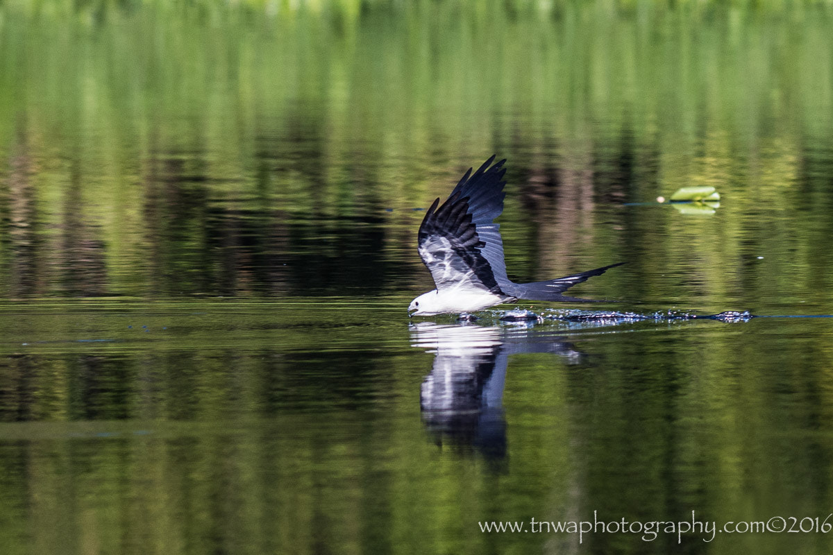 Nikon AF-S Nikkor 300mm F2.8G ED-IF VR sample photo. Drinking on the fly photography