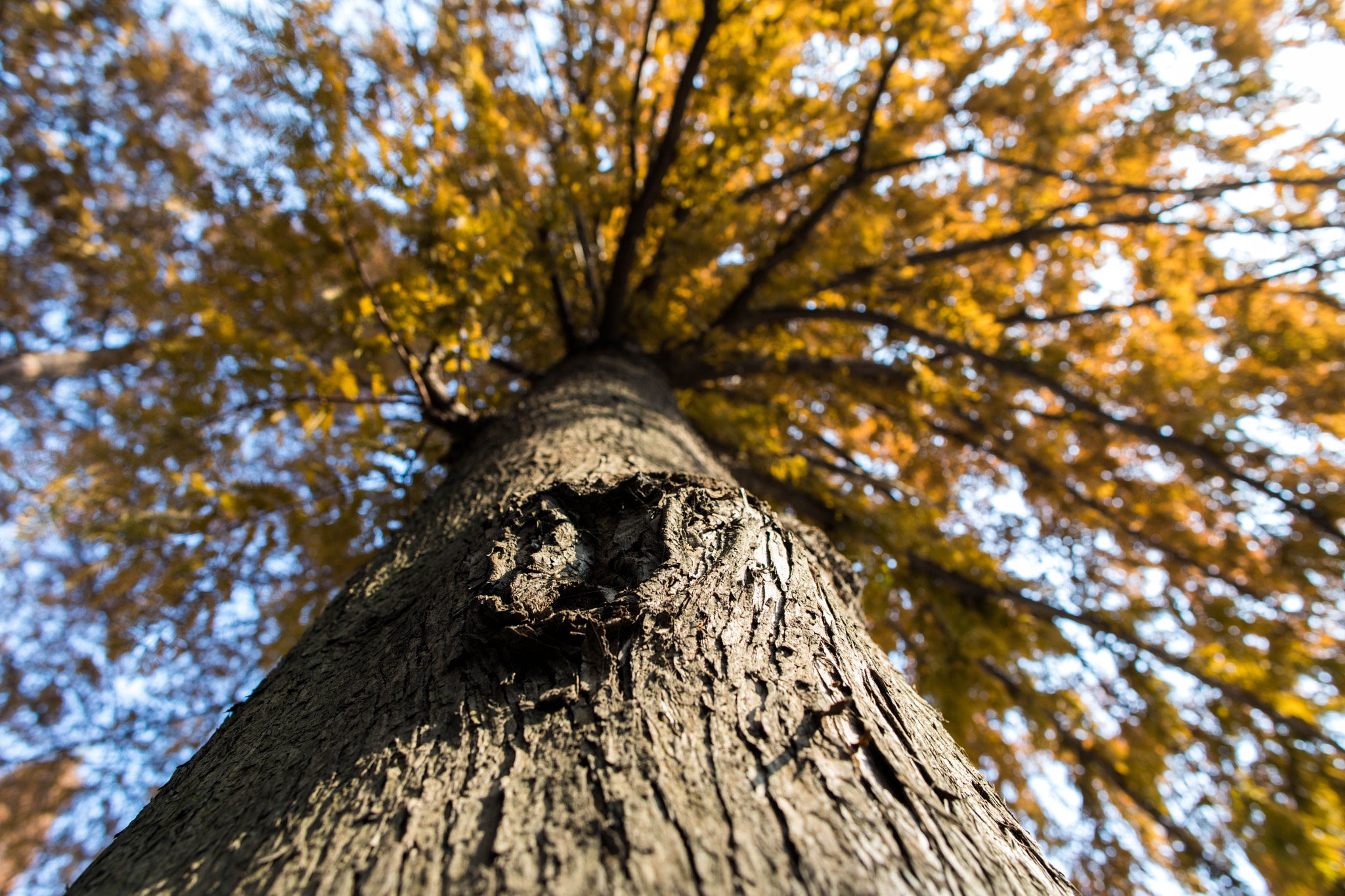 Canon EF 24mm F1.4L II USM sample photo. Big tree photography