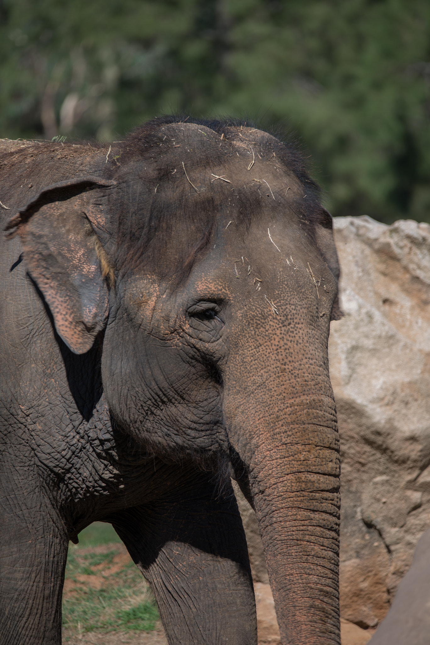 Sigma 150-600mm F5-6.3 DG OS HSM | C sample photo. Elephant photography