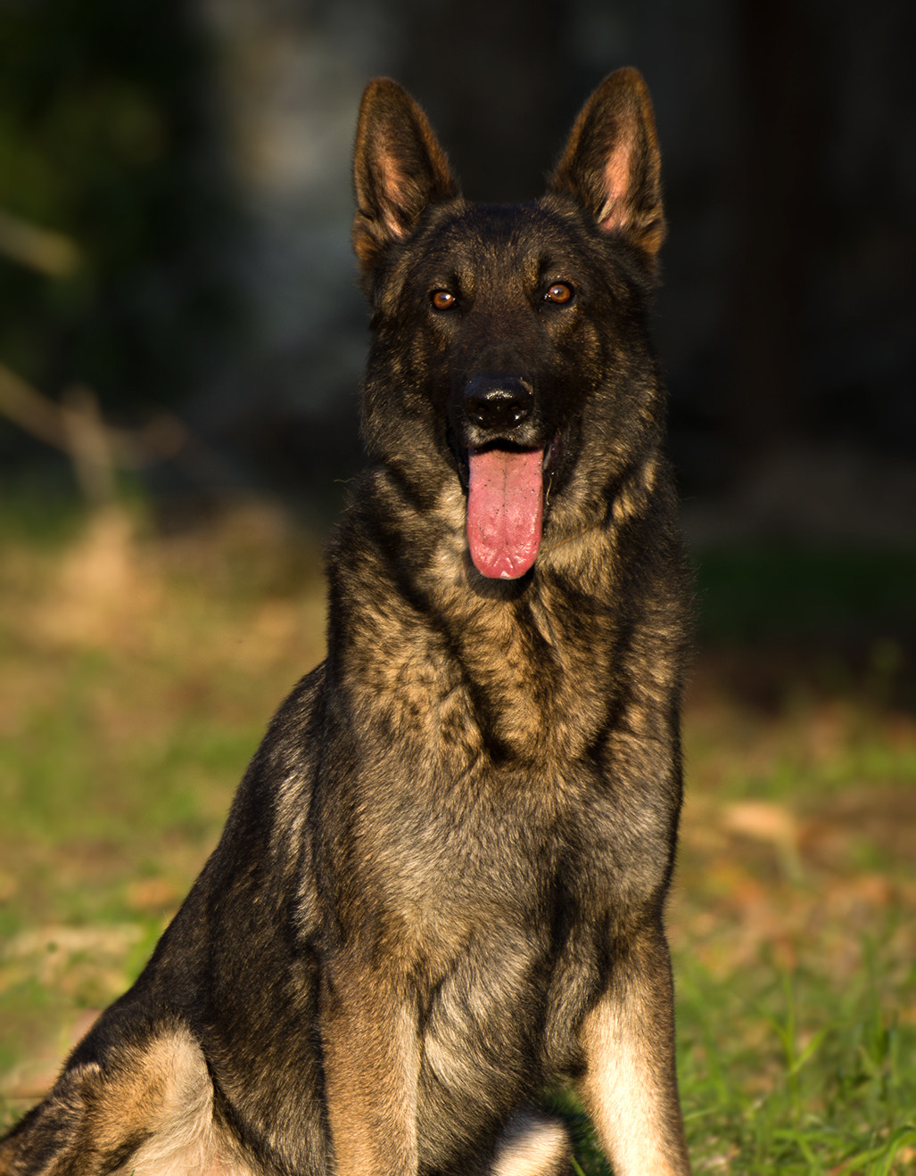 Sigma 50-500mm F4.5-6.3 DG OS HSM sample photo. My dog and the sunset photography