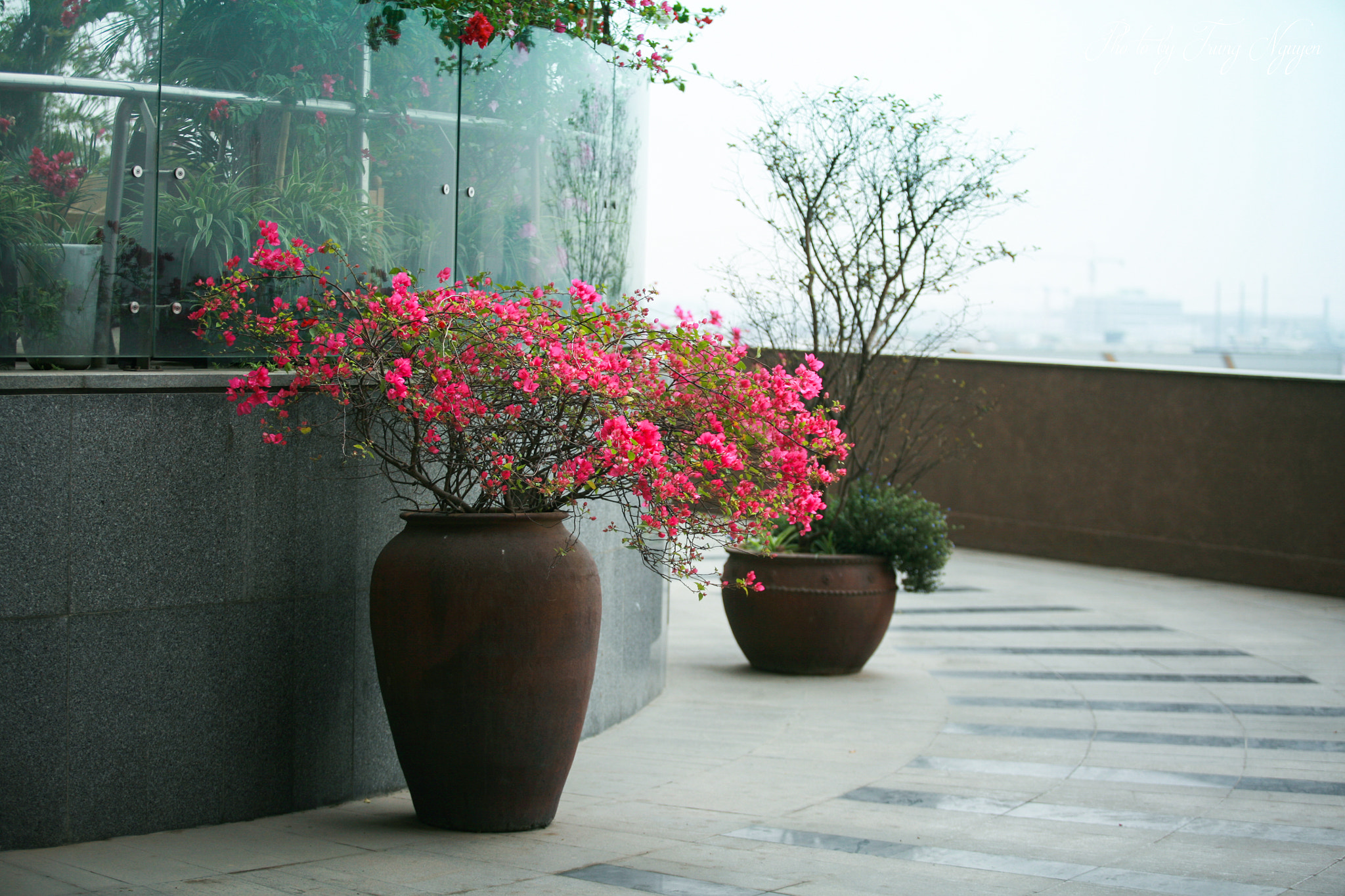 Canon EF 70-200mm F2.8L USM sample photo. Bougainvillaea photography