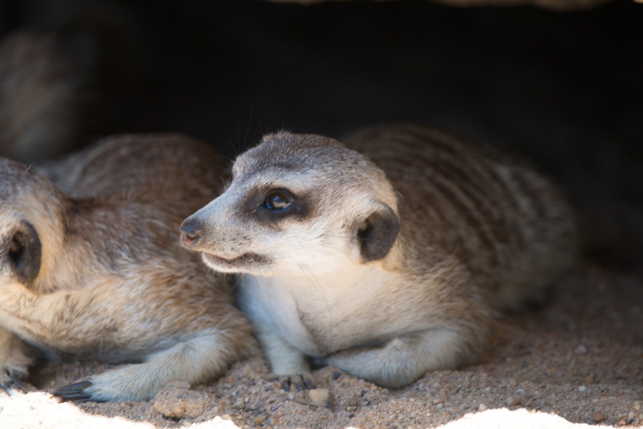 Sigma 150-600mm F5-6.3 DG OS HSM | C sample photo. Meerkat photography