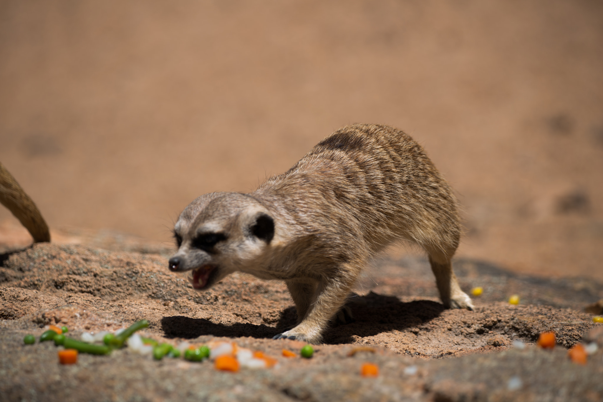 Sigma 150-600mm F5-6.3 DG OS HSM | C sample photo. Meerkat photography
