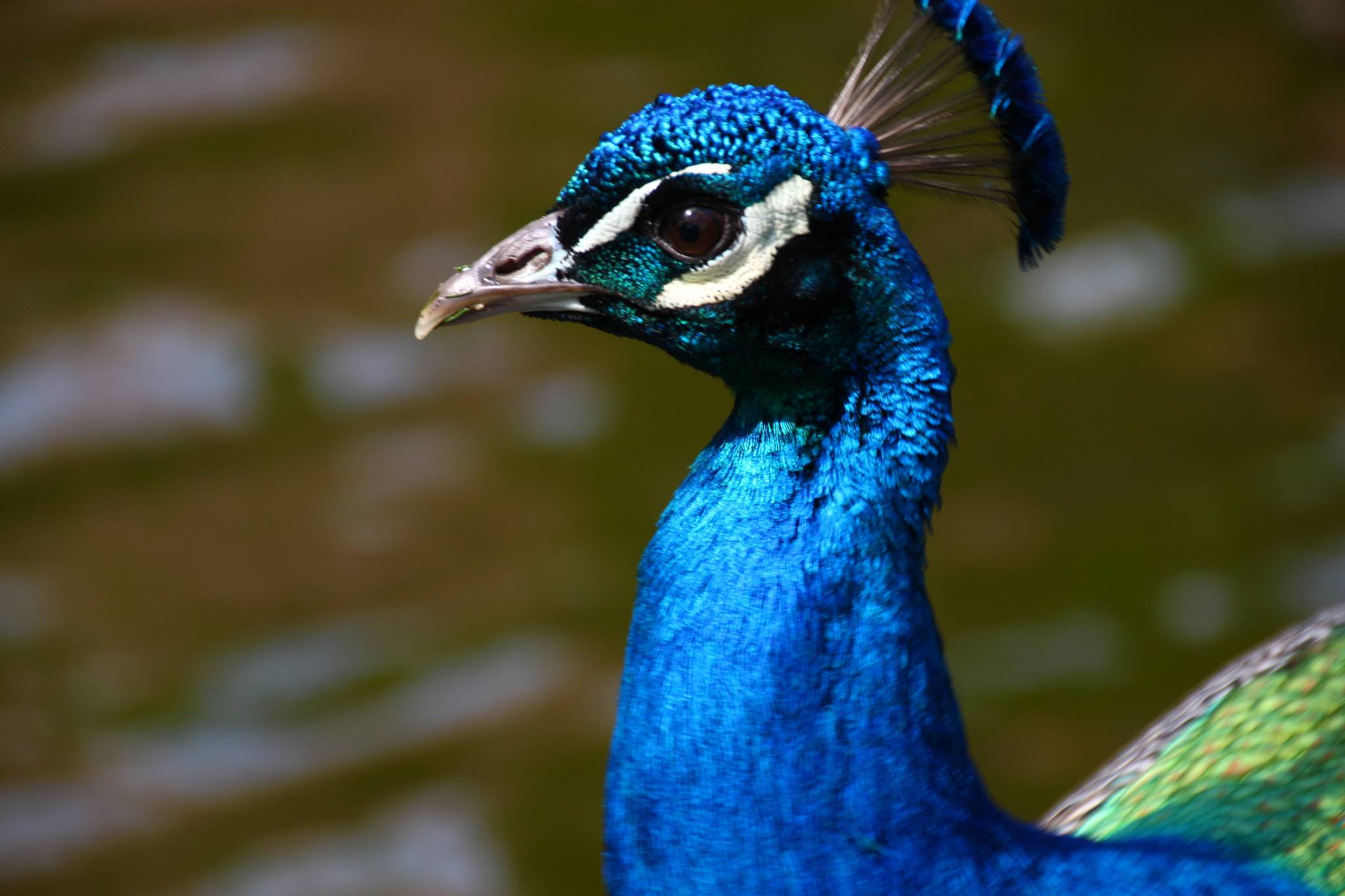 Canon EOS 500D (EOS Rebel T1i / EOS Kiss X3) sample photo. Peacock photography