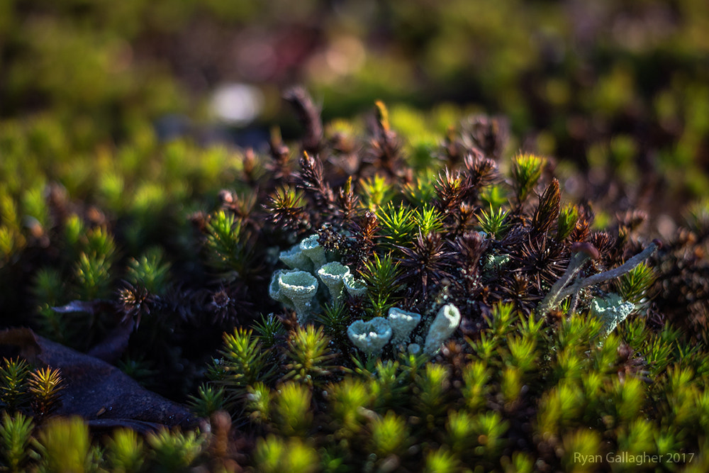Canon EF 40mm F2.8 STM sample photo. Pushing toward the waning sunlight photography