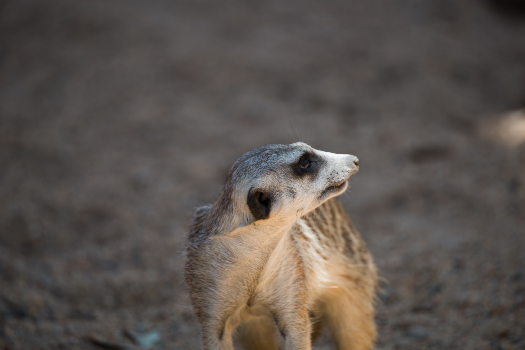Sigma 150-600mm F5-6.3 DG OS HSM | C sample photo. Meerkat photography