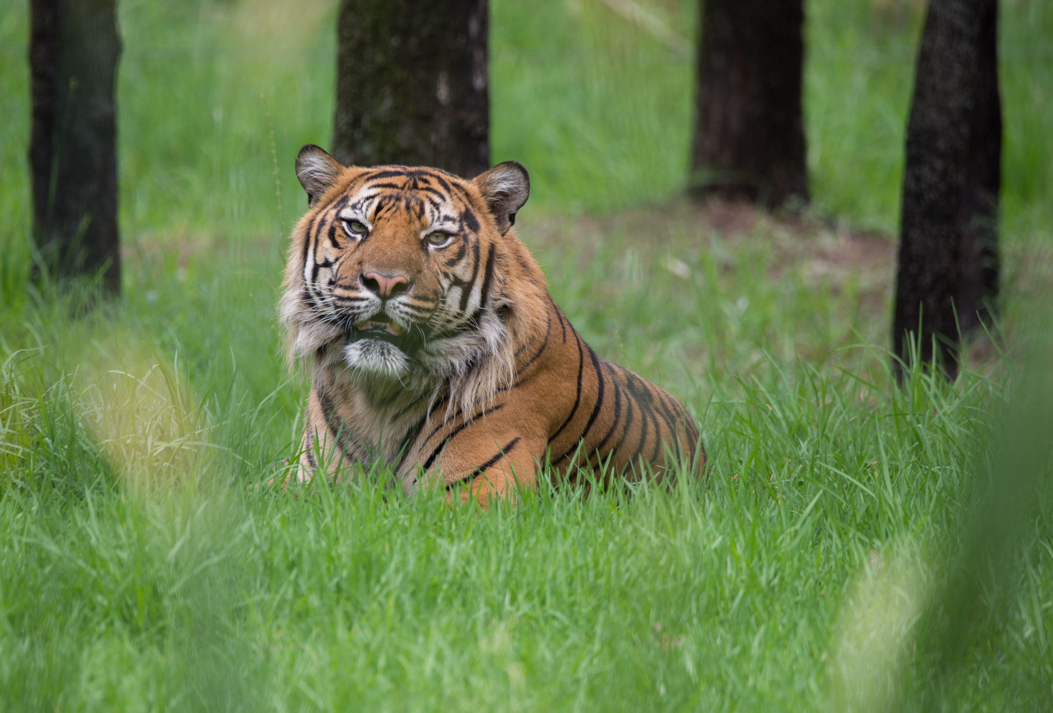 Sigma 150-600mm F5-6.3 DG OS HSM | C sample photo. Tiger photography