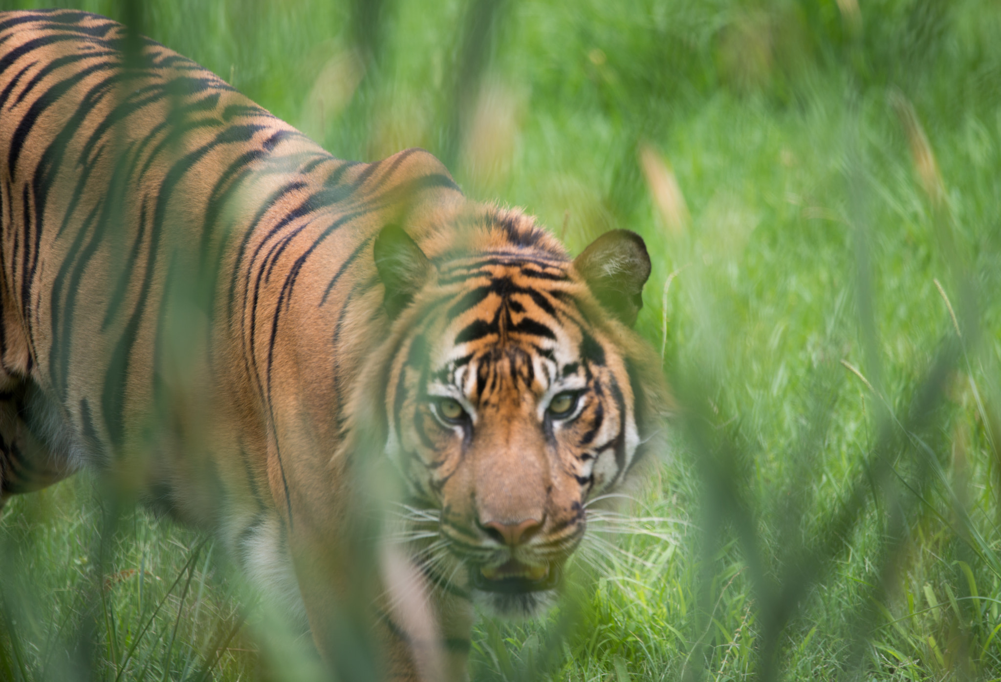 Sigma 150-600mm F5-6.3 DG OS HSM | C sample photo. Stalker photography