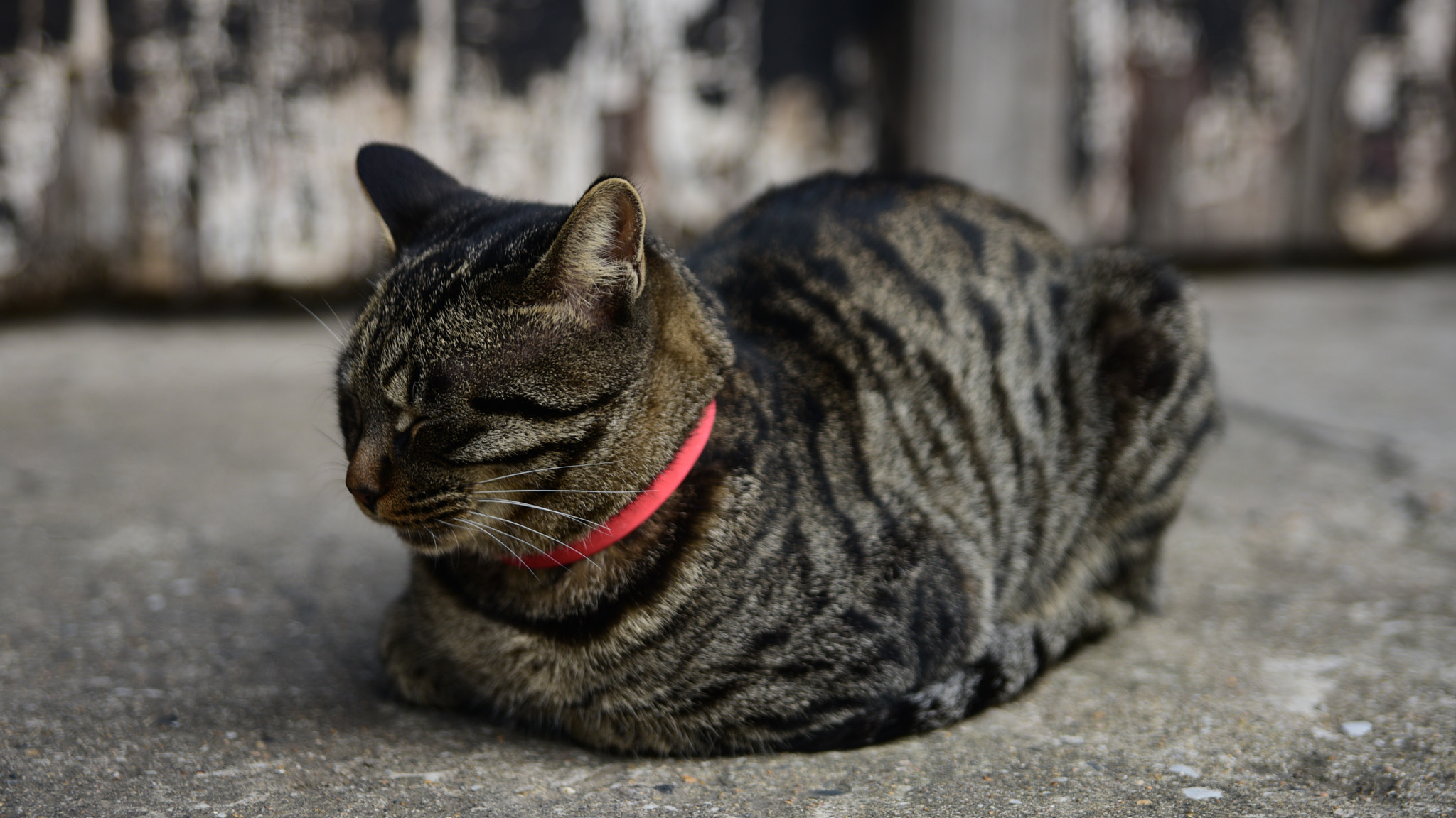 Sigma 24-70mm F2.8 EX DG HSM sample photo. 皱成一团的猫咪 photography