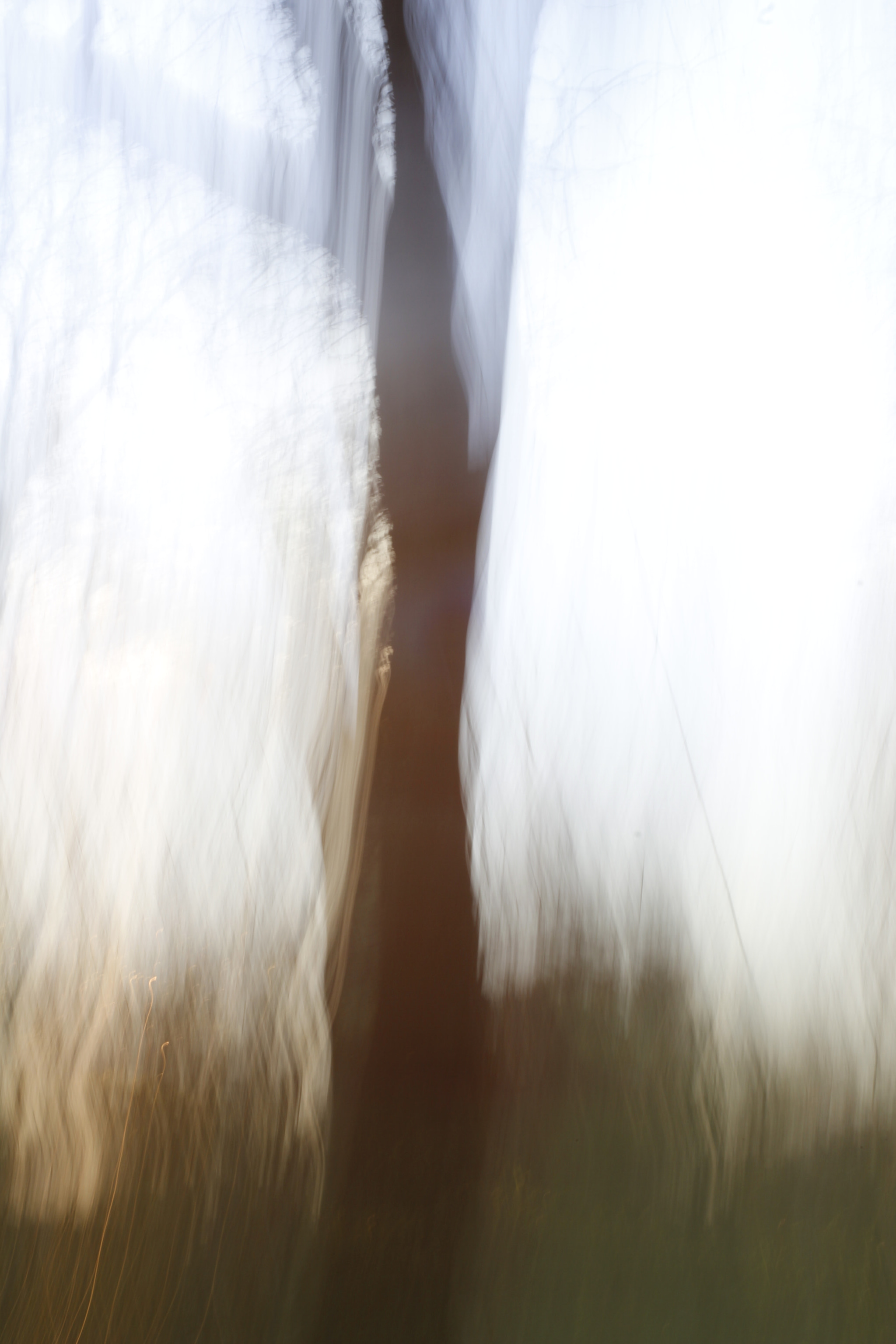 Canon EF 28-90mm f/4-5.6 sample photo. Panned tree photography