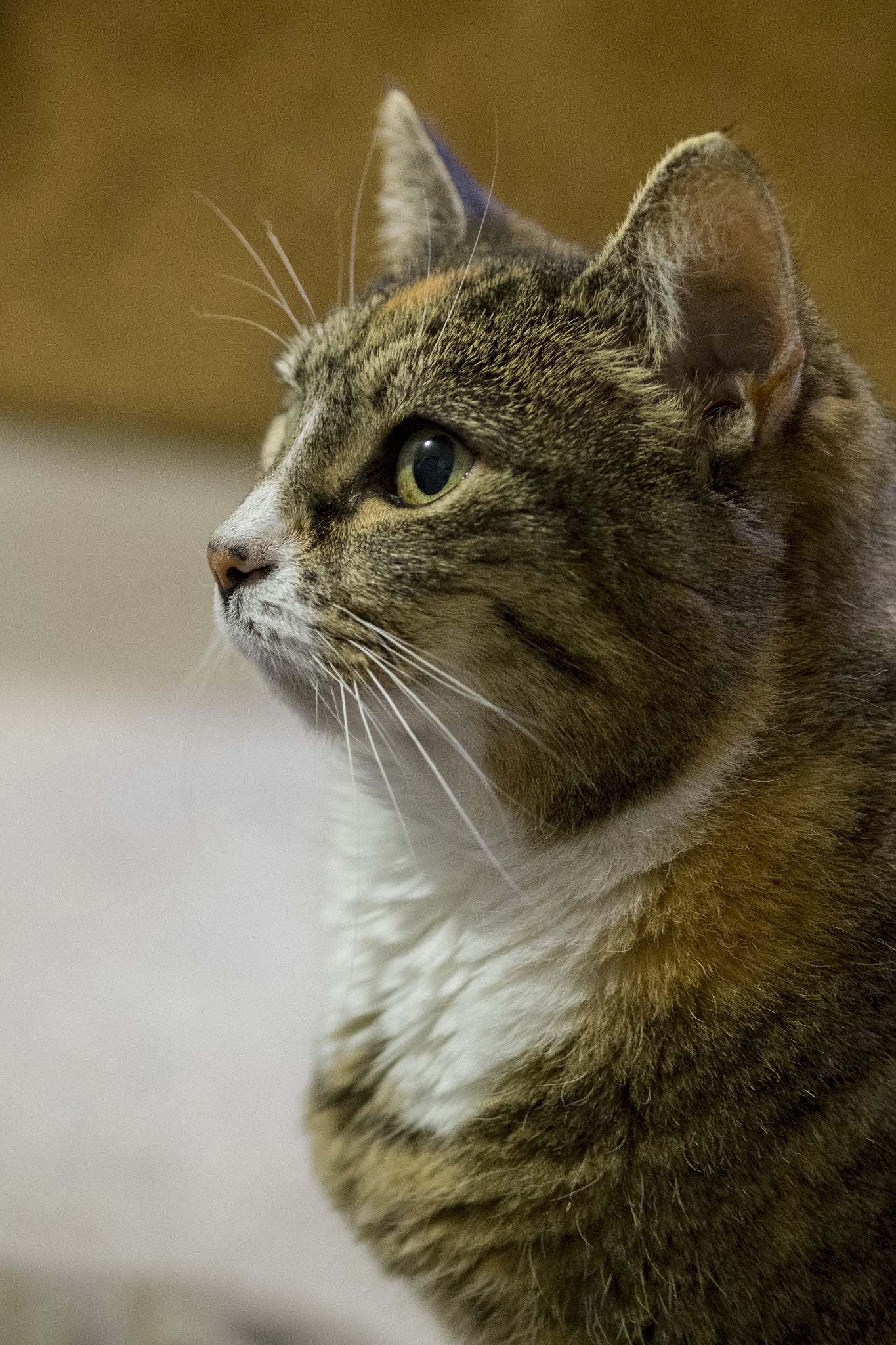 Fujifilm XF 60mm F2.4 R Macro sample photo. Tabby girl photography