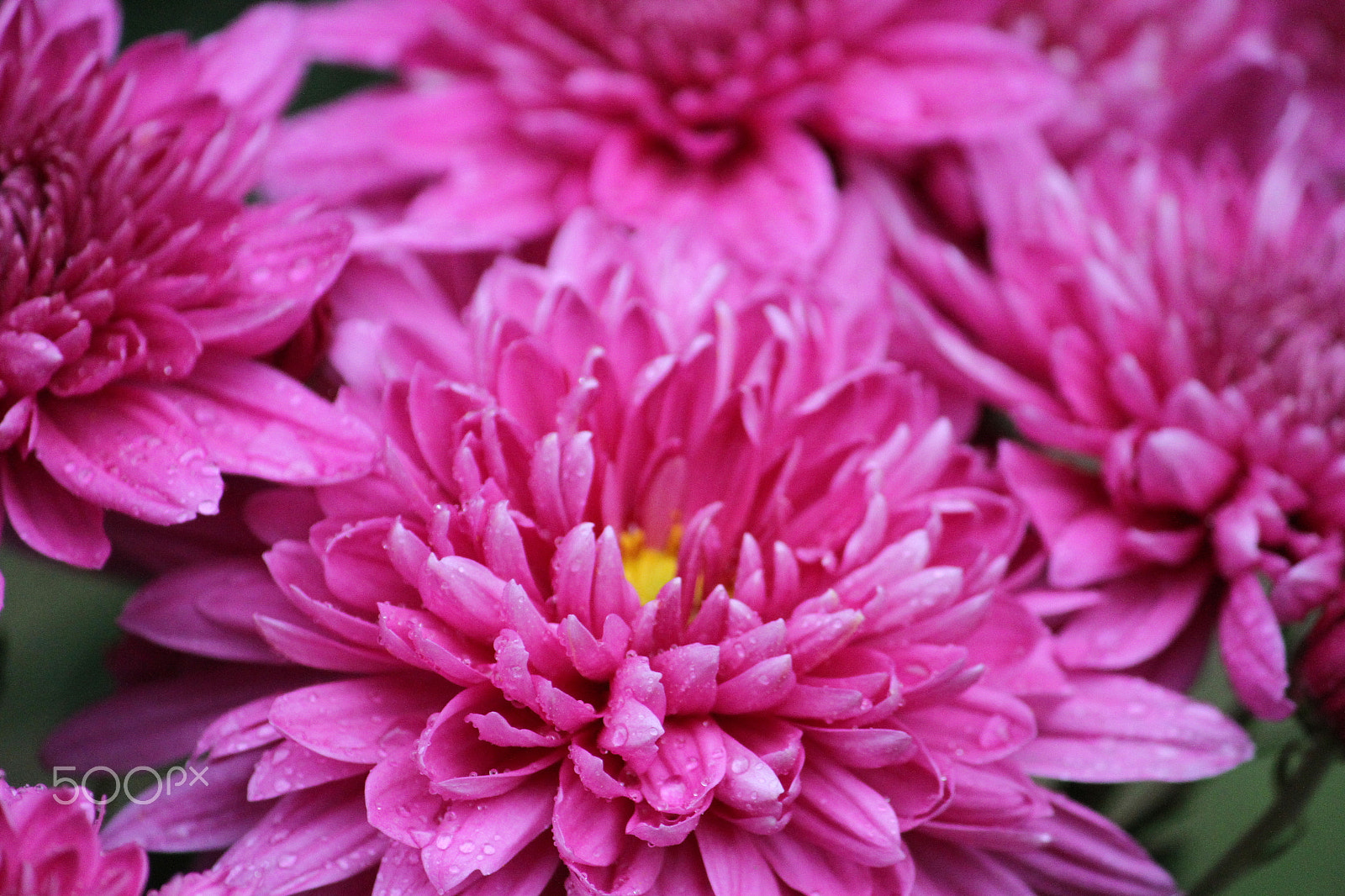 Canon EF-S 55-250mm F4-5.6 IS sample photo. Kiku　菊 photography