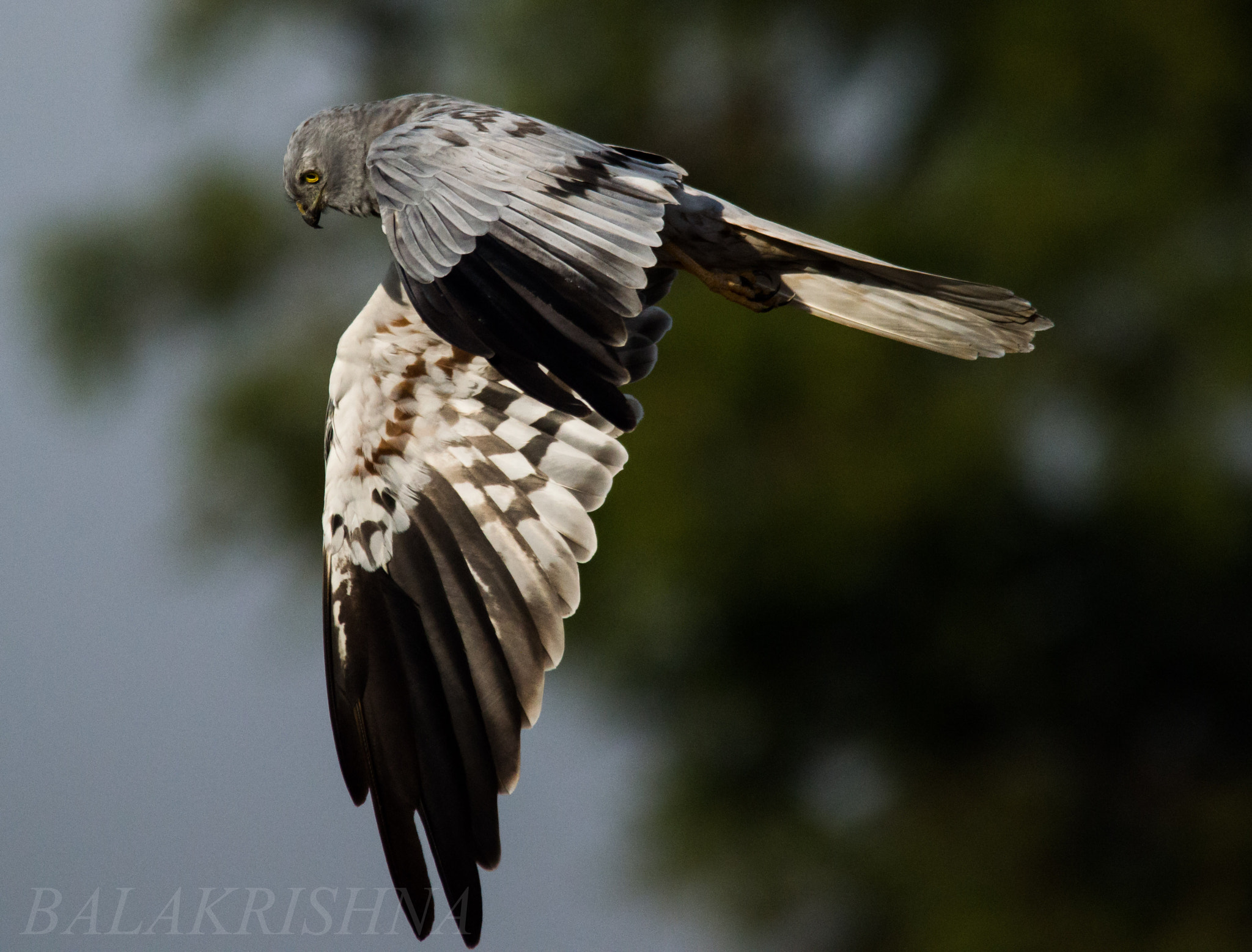 Sigma 150-500mm F5-6.3 DG OS HSM sample photo. Montagu's harrier  photography
