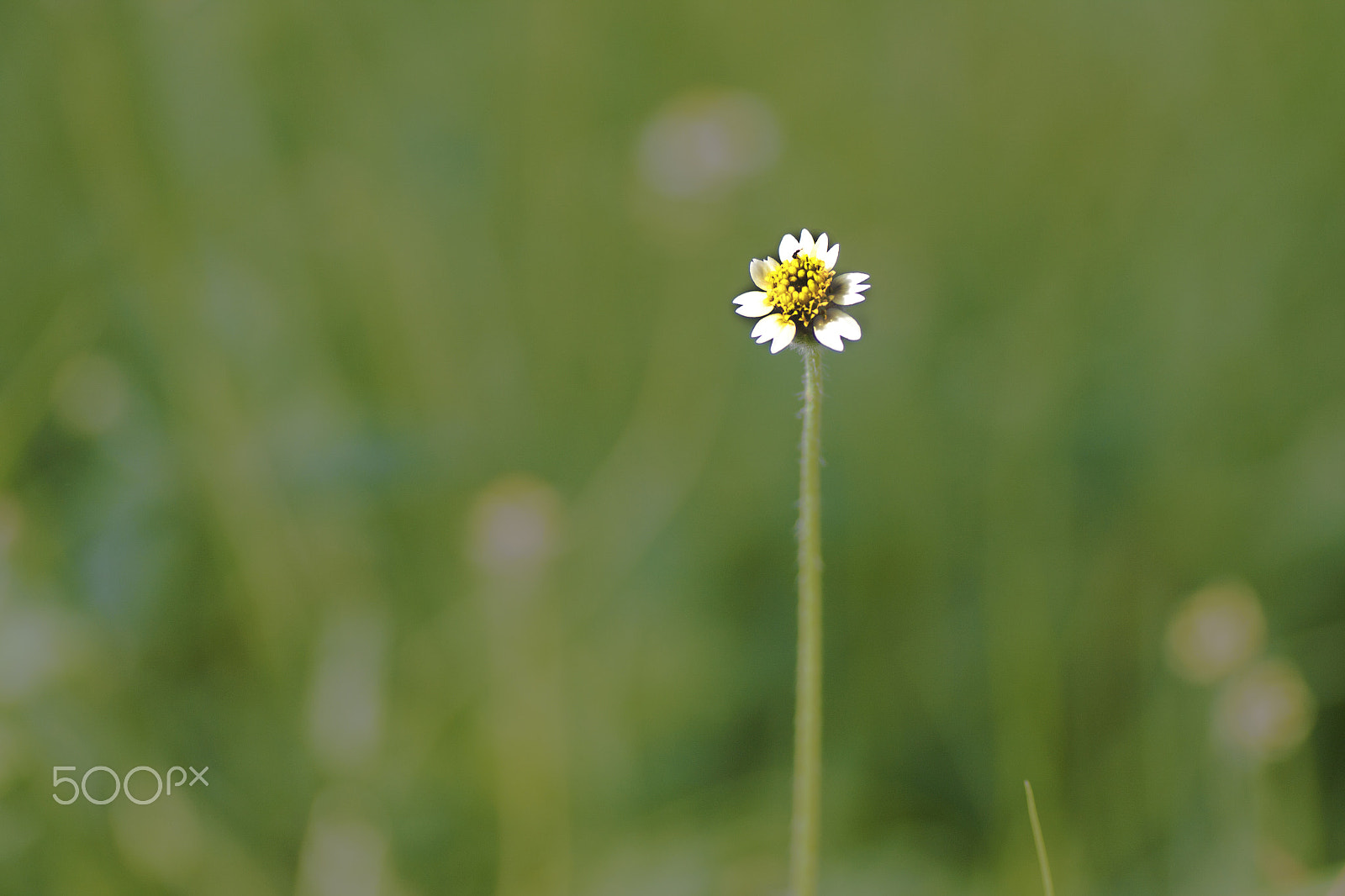 Canon EOS 40D + Tamron SP AF 90mm F2.8 Di Macro sample photo. Alone photography