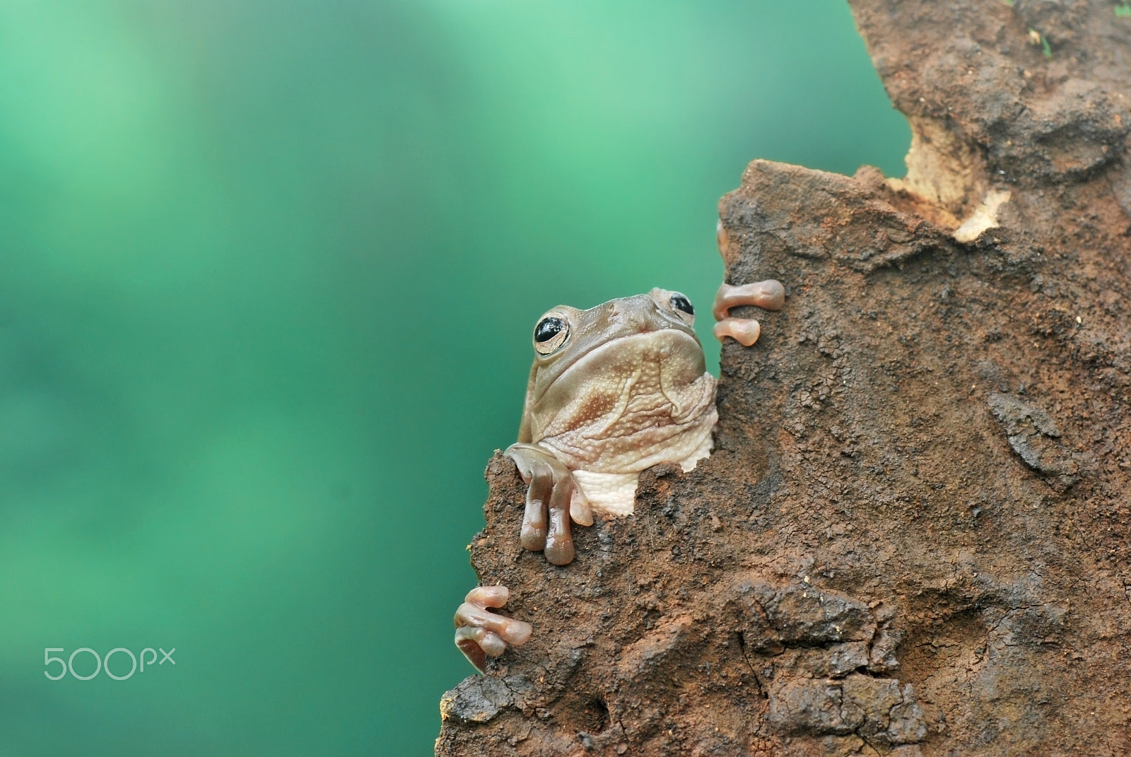 Nikon D60 sample photo. Frog,toad,dumpy photography