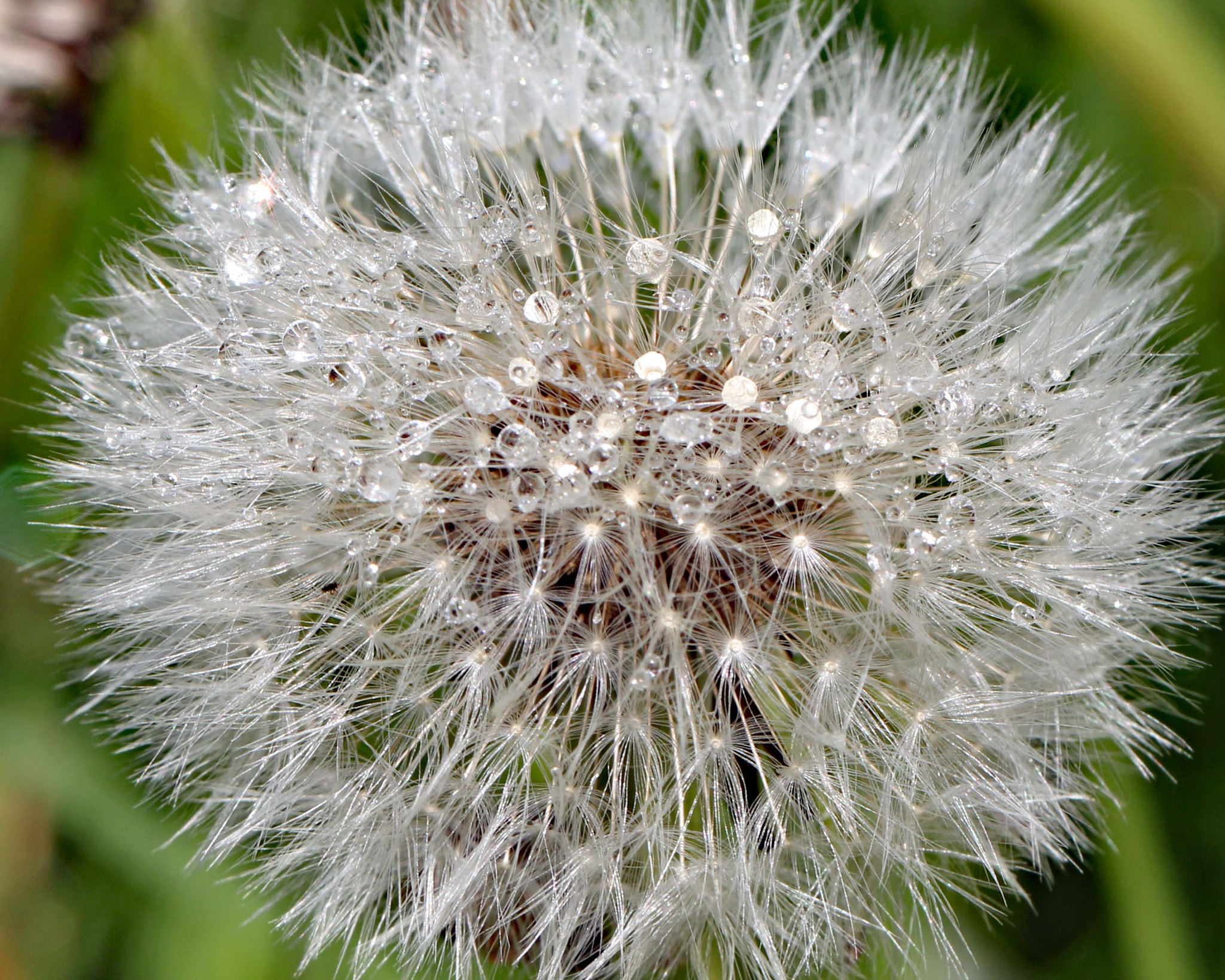 Canon EOS 650D (EOS Rebel T4i / EOS Kiss X6i) sample photo. Dandelion photography