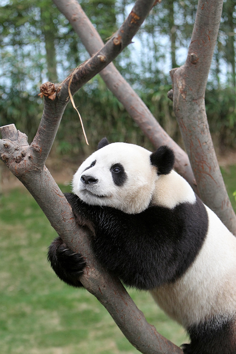 Canon EOS-1D Mark IV sample photo. Panda in everland,  korea photography