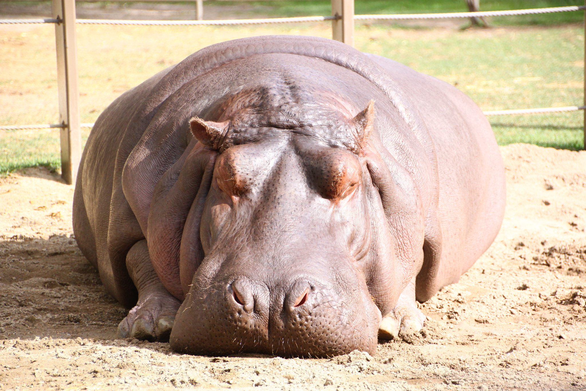 Canon EOS 500D (EOS Rebel T1i / EOS Kiss X3) sample photo. Hippo photography