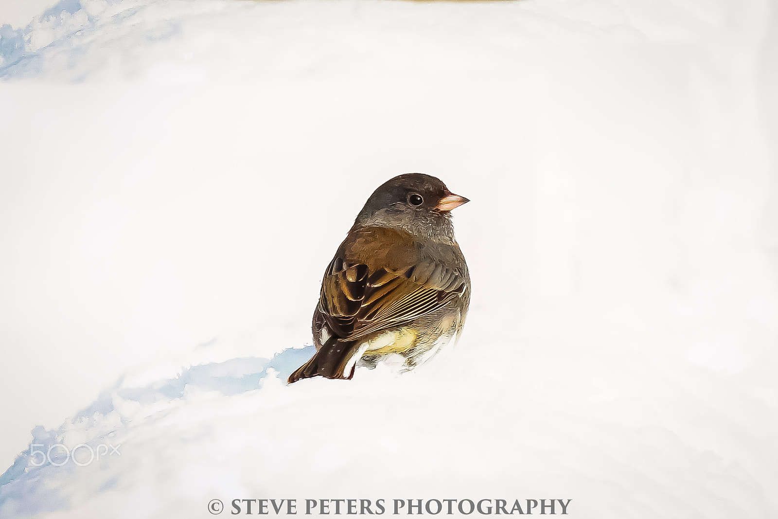 70-200mm F2.8 sample photo. Snow bird photography