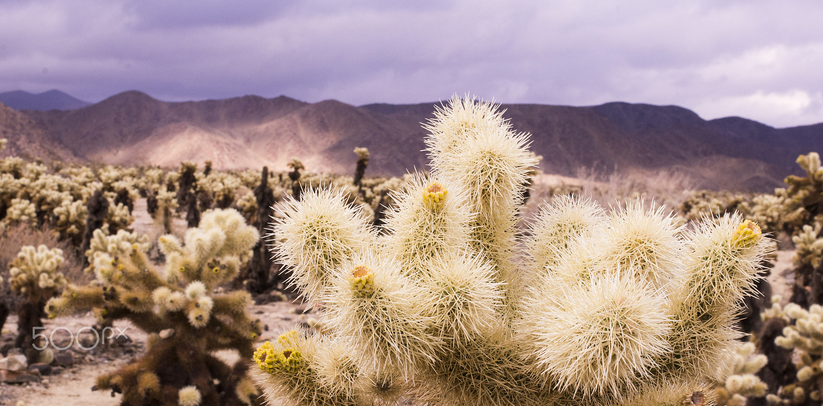 Pentax K-5 + Sigma 35mm F1.4 DG HSM Art sample photo. Cloudy afternoon in cactus garden photography