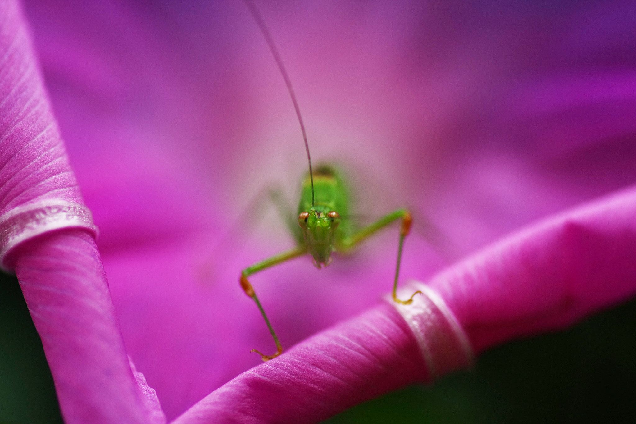 Canon EOS 40D + Tamron SP AF 90mm F2.8 Di Macro sample photo. Img photography