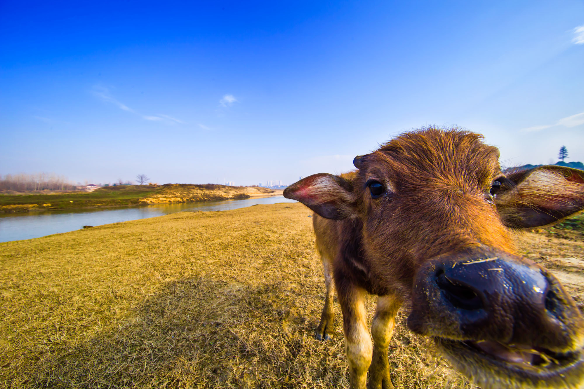 Canon EOS 6D + Sigma 12-24mm F4.5-5.6 II DG HSM sample photo. A cute buffalo photography