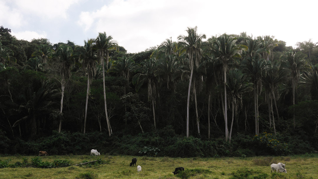 Panasonic Lumix DMC-GH3 + Panasonic Lumix G 20mm F1.7 ASPH sample photo. Vacas & palmeras.  4 de enero 2017. higuera blanca nayarit.  #vacas #palmeras #nayarit photography