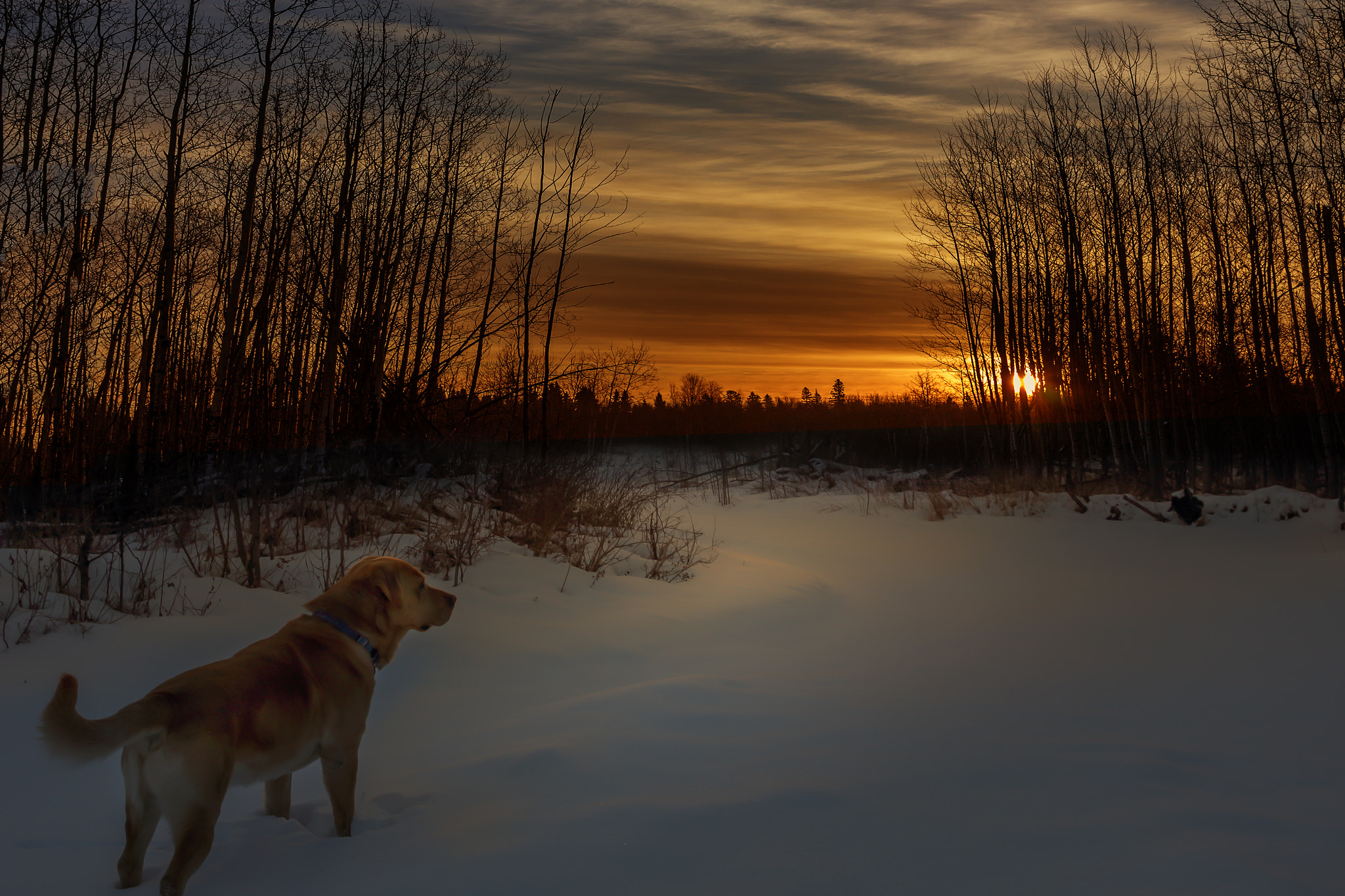 Canon EOS 1200D (EOS Rebel T5 / EOS Kiss X70 / EOS Hi) sample photo. Sunset with labrador photography