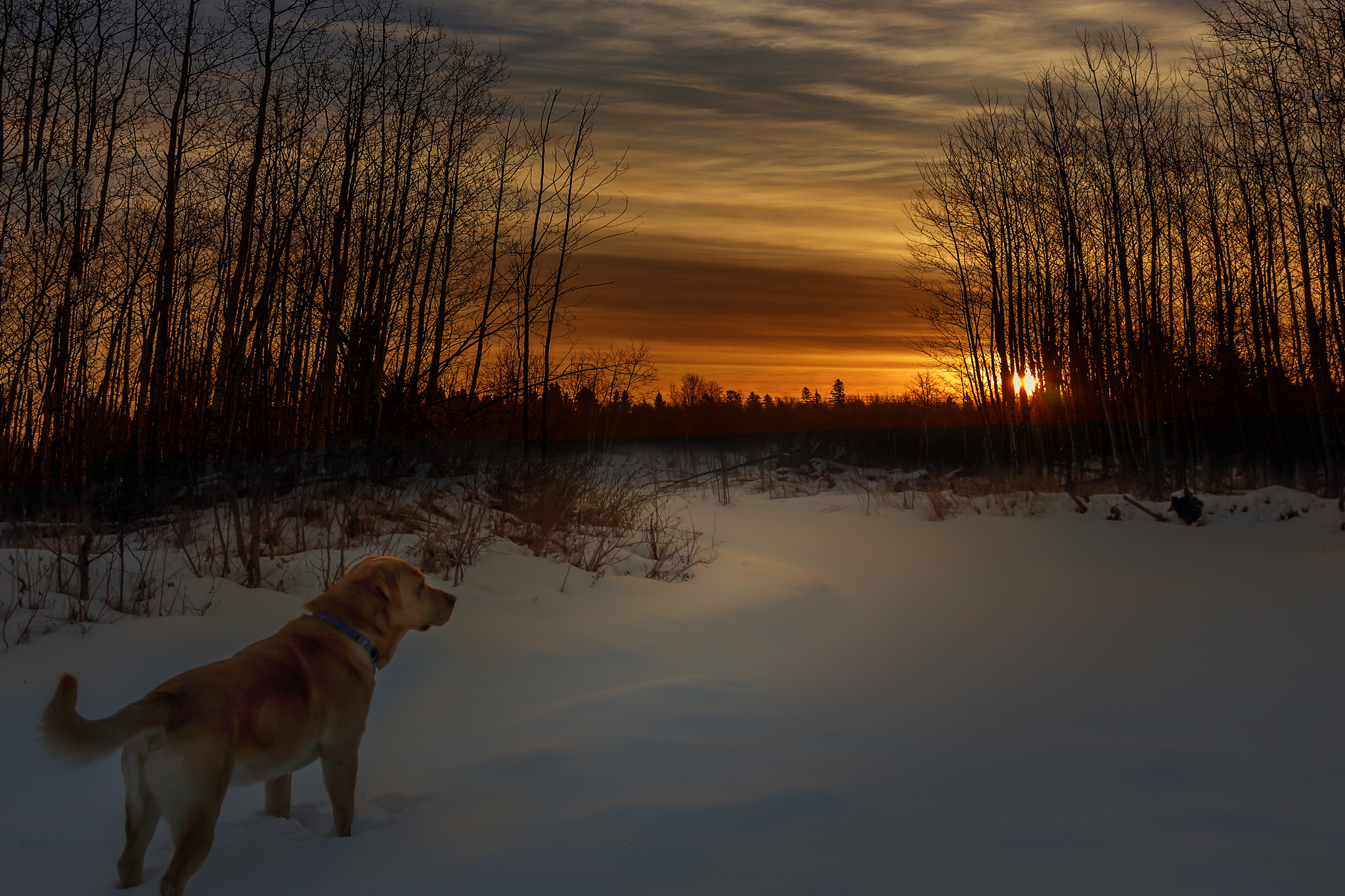 Canon EF-S 24mm F2.8 STM sample photo. Sunset with labrador photography