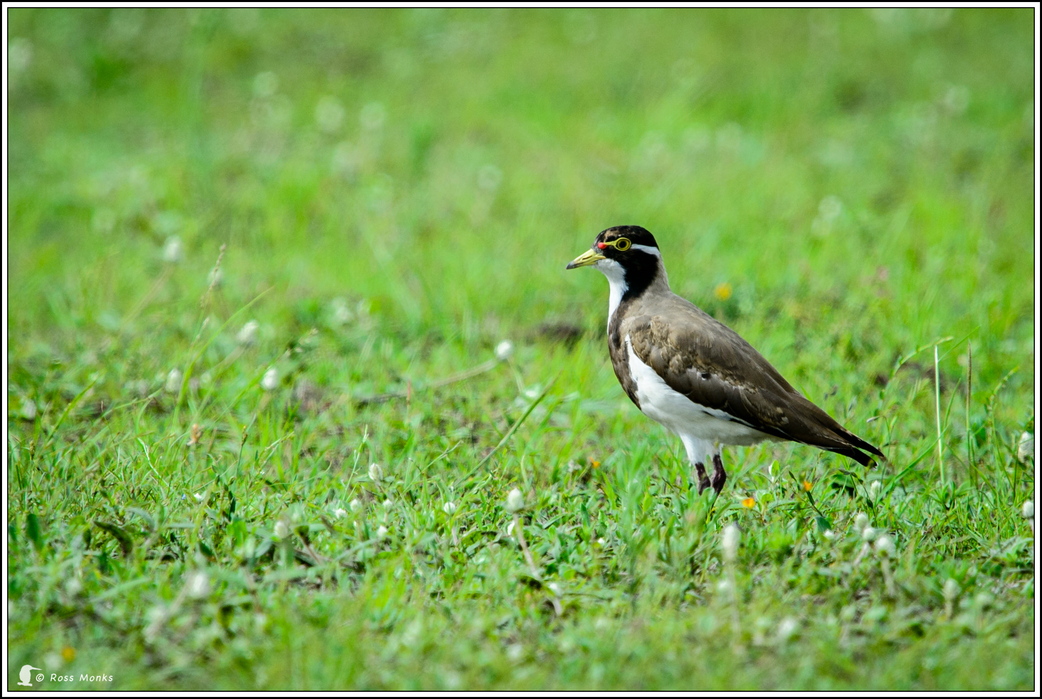 Nikon D4 + Nikon AF-S Nikkor 600mm F4G ED VR sample photo. Banded lapwing photography