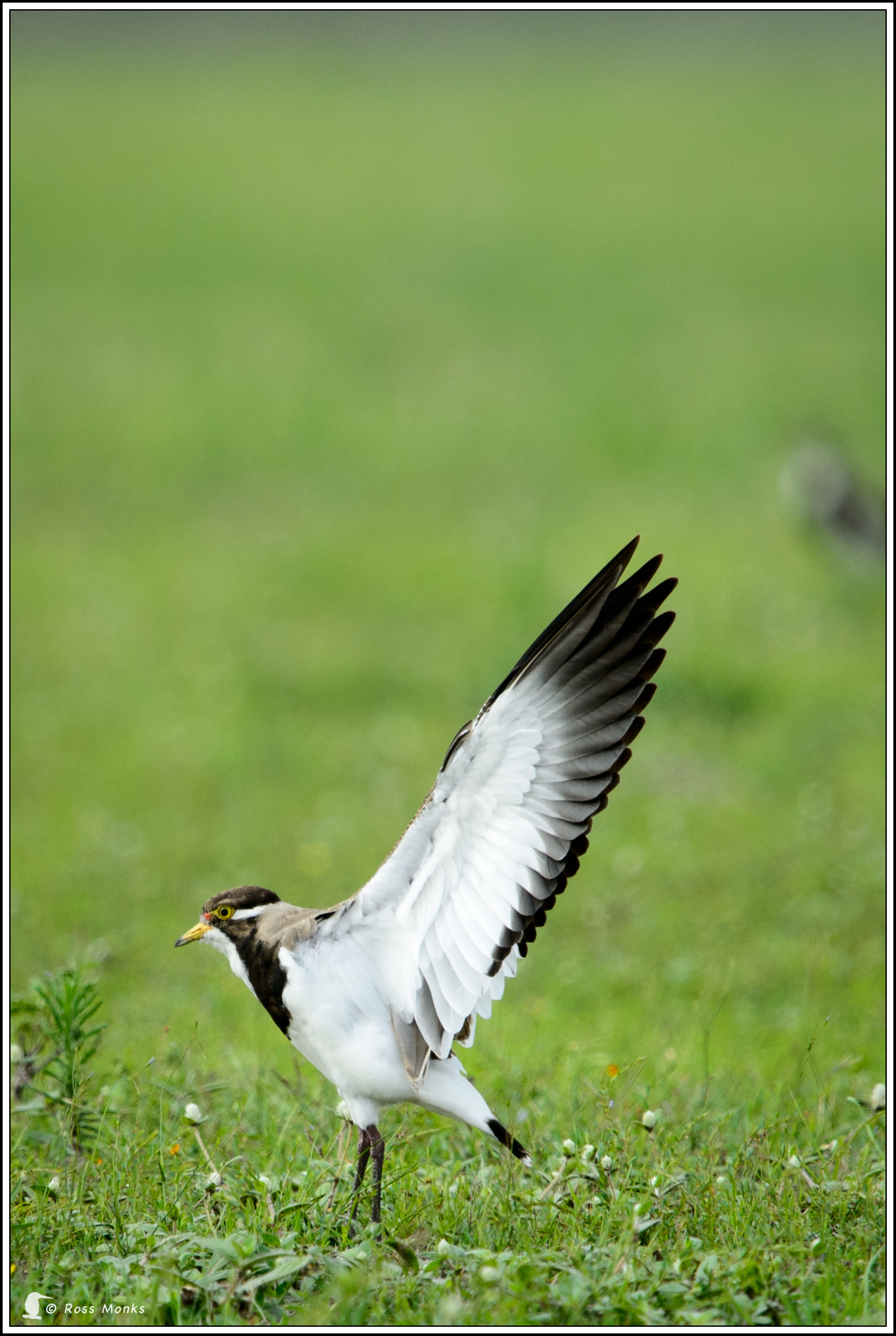 Nikon D4 + Nikon AF-S Nikkor 600mm F4G ED VR sample photo. Banded lapwing photography