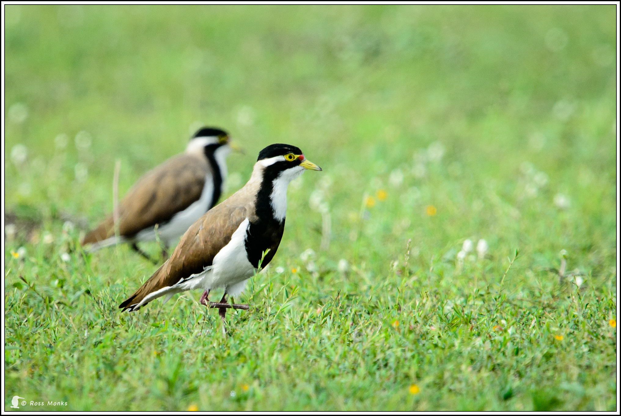 Nikon D4 + Nikon AF-S Nikkor 600mm F4G ED VR sample photo. Banded lapwing photography
