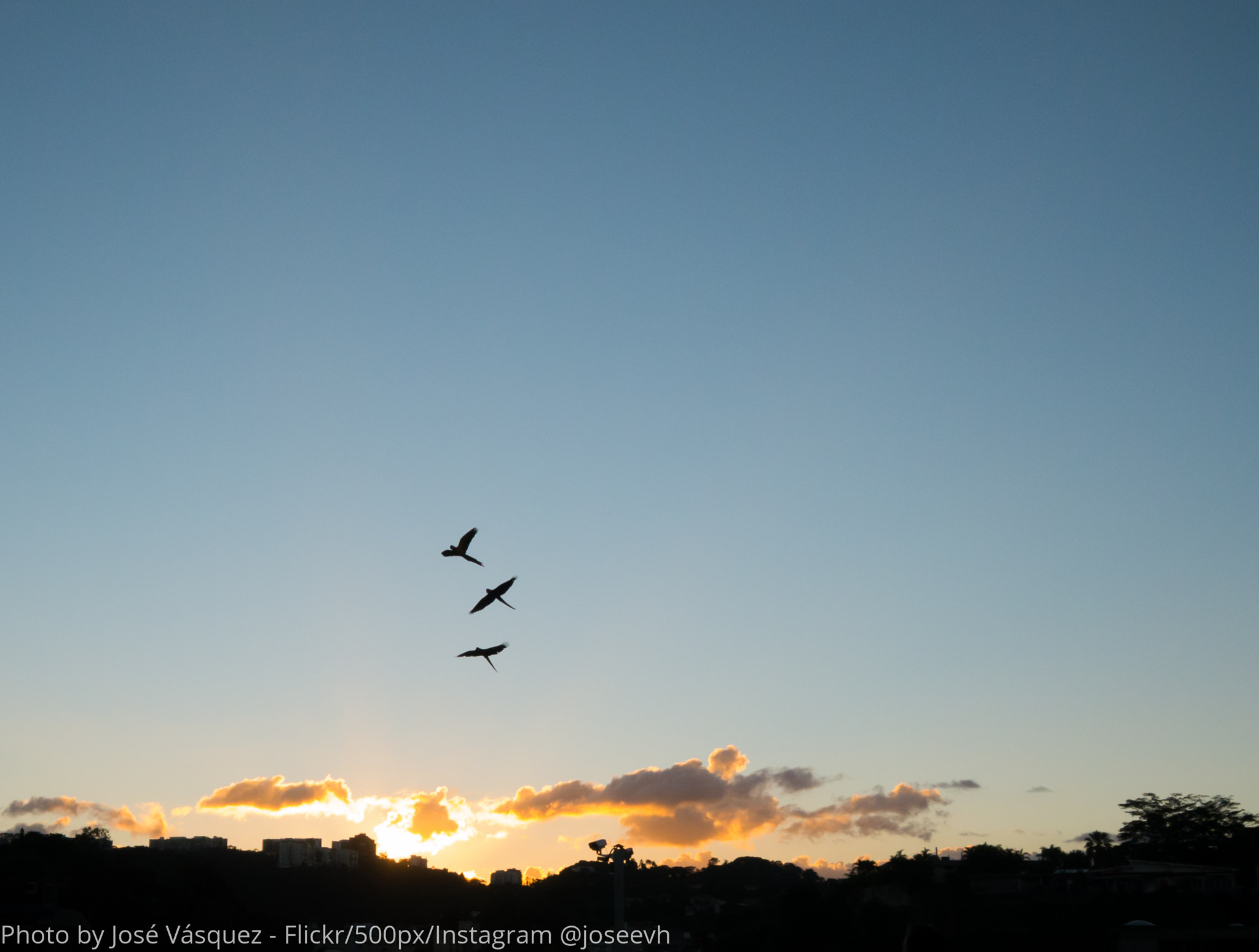 Panasonic Lumix DMC-G5 sample photo. Guacamayas - let's call it a day photography