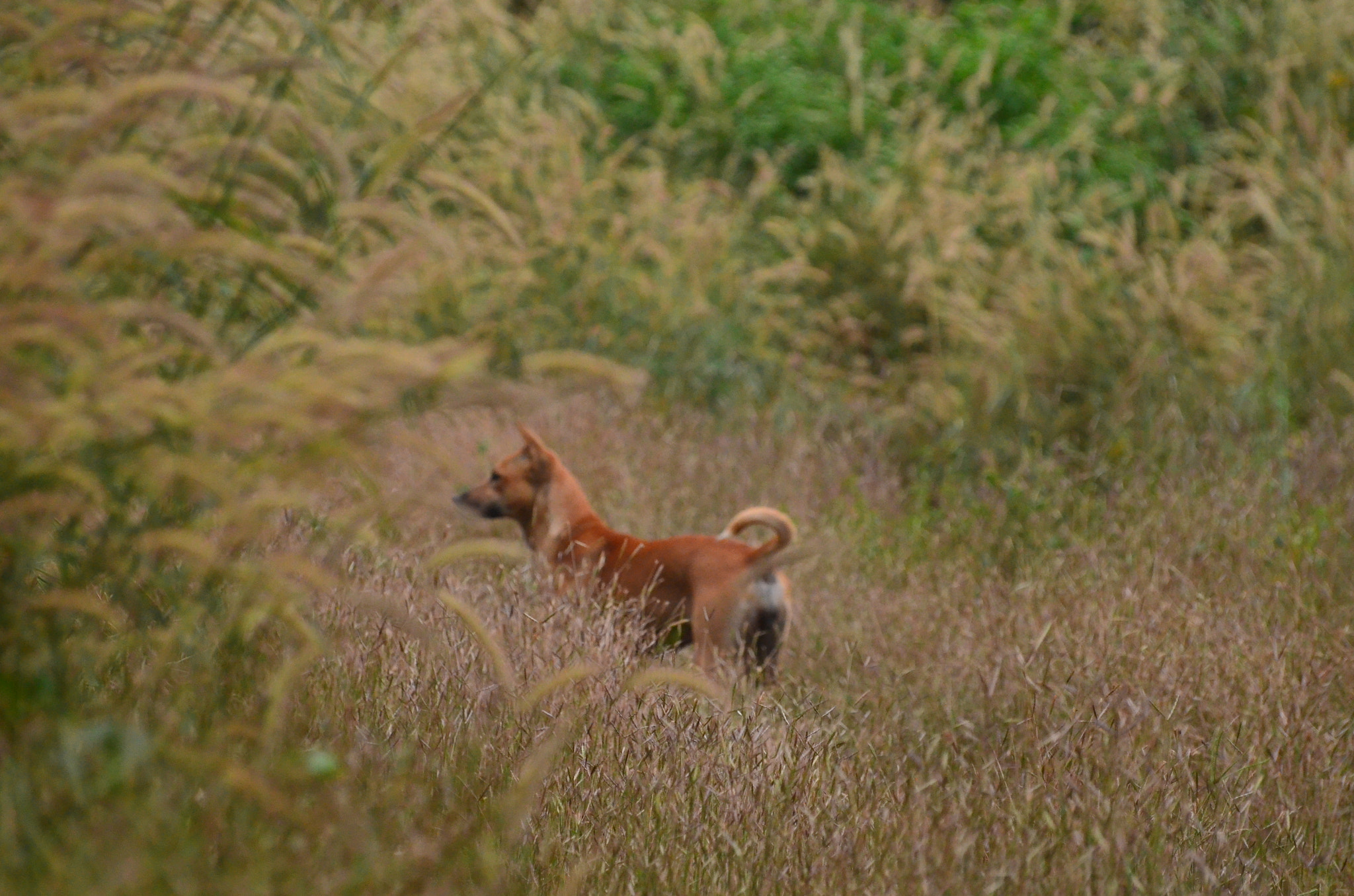 Nikon D5100 sample photo. Dog hunter.  photography