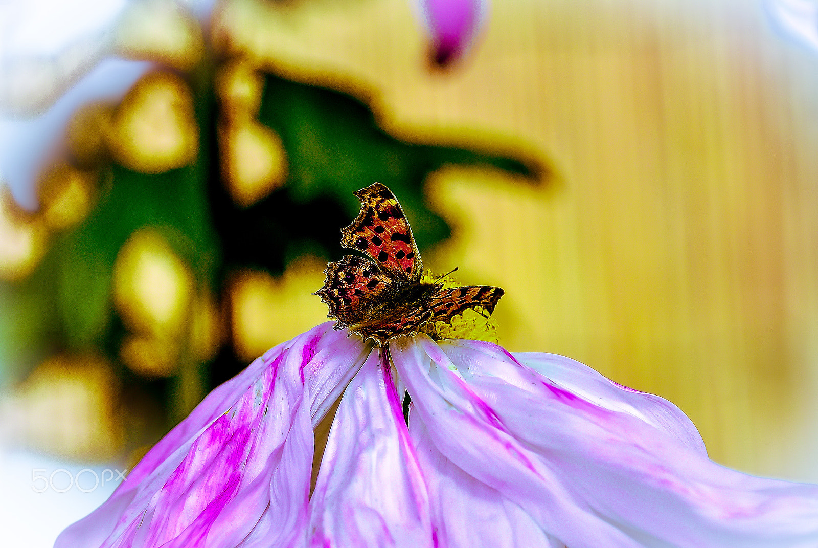 Nikon D200 sample photo. Japanese new year chrysanthemum and butterflies photography