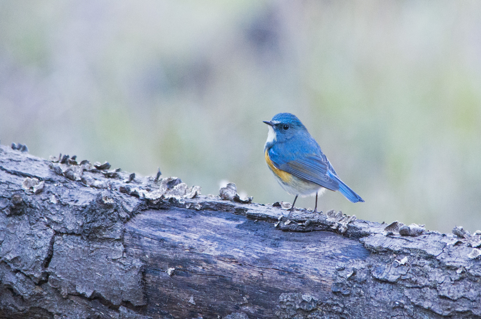 Sigma 150-500mm F5-6.3 DG OS HSM sample photo. Red-flanked bluetail photography