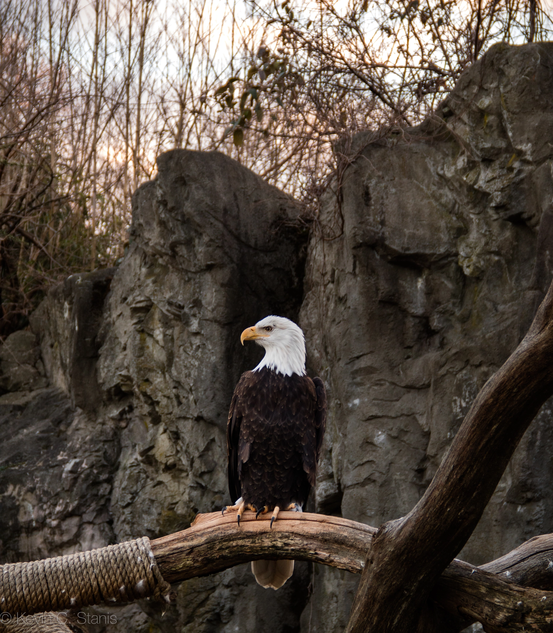 Canon EOS M3 + Canon EF-S 18-135mm F3.5-5.6 IS sample photo. Bald eagle photography