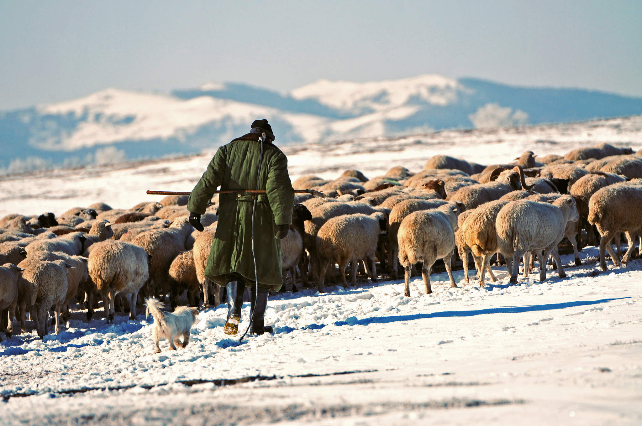 Nikon D300S sample photo. Sheepherder photography