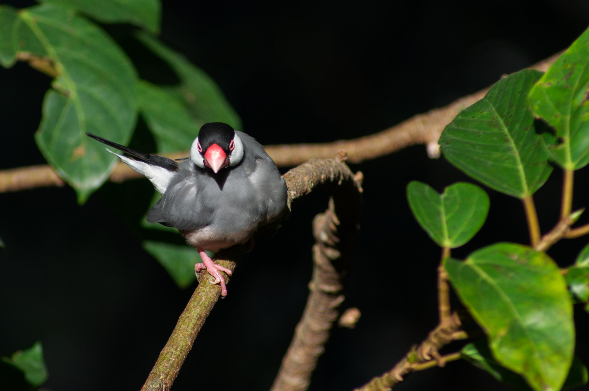Sony 75-300mm F4.5-5.6 sample photo. Birds photography