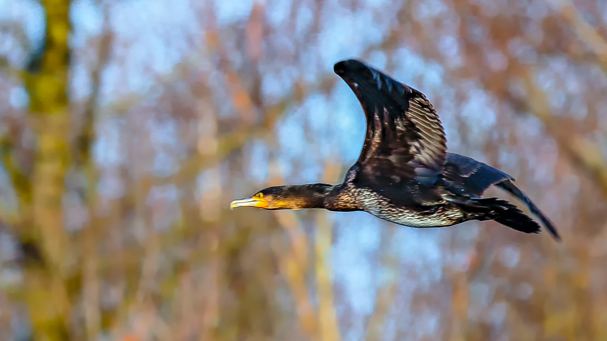 150-600mm F5-6.3 DG OS HSM | Contemporary 015 sample photo. Phalacrocorax carbo photography