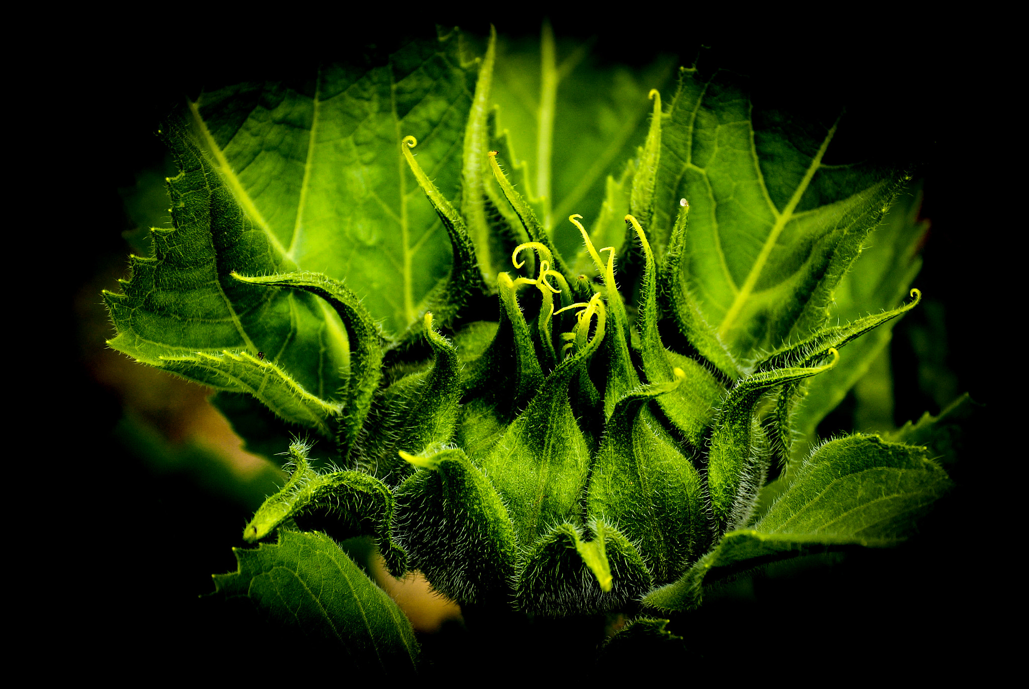 Nikon 1 Nikkor VR 30-110mm F3.8-5.6 sample photo. Helianthus photography