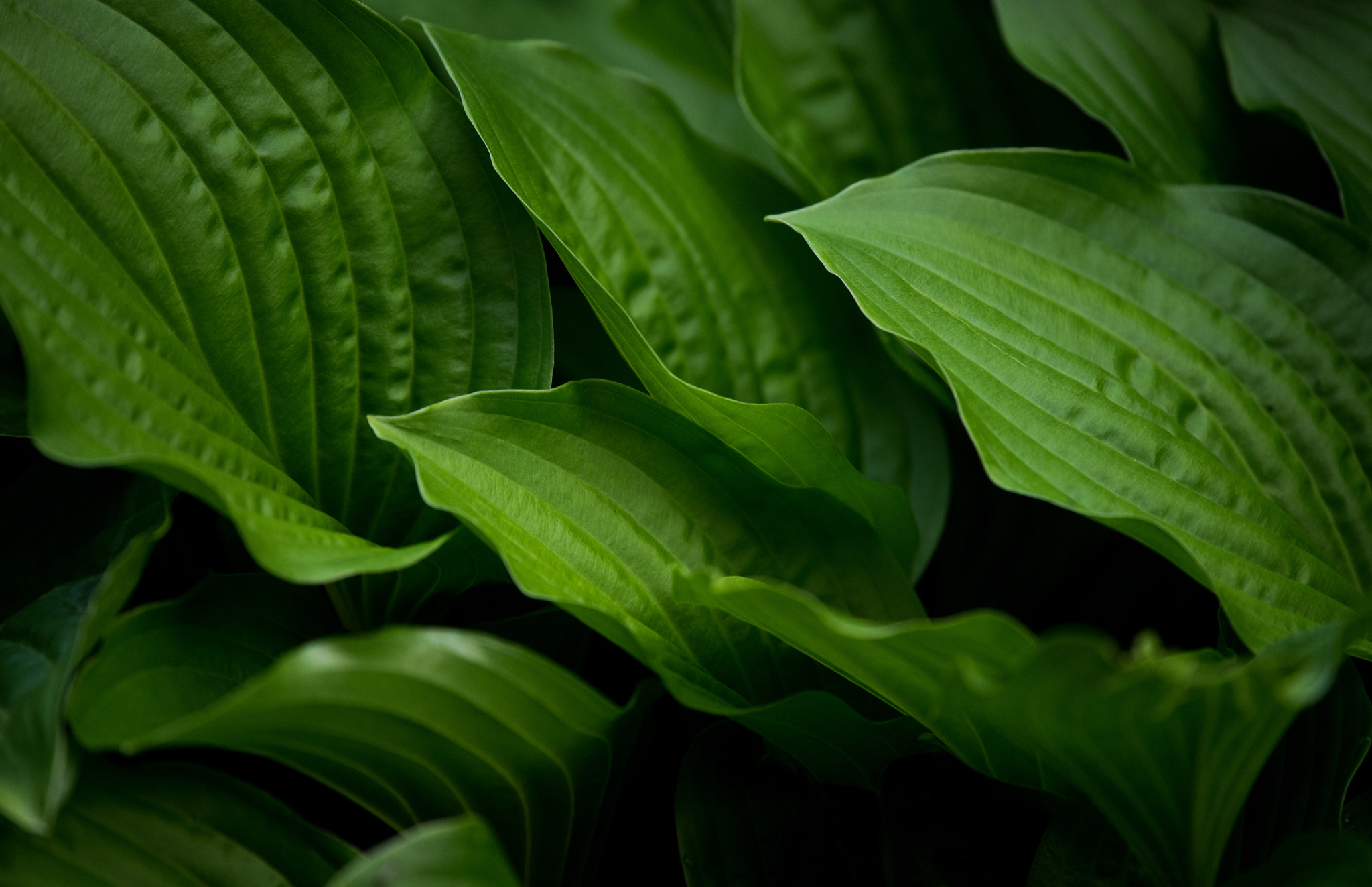 Nikon Nikkor AF-S 300mm F4E PF ED VR sample photo. Green leaves photography