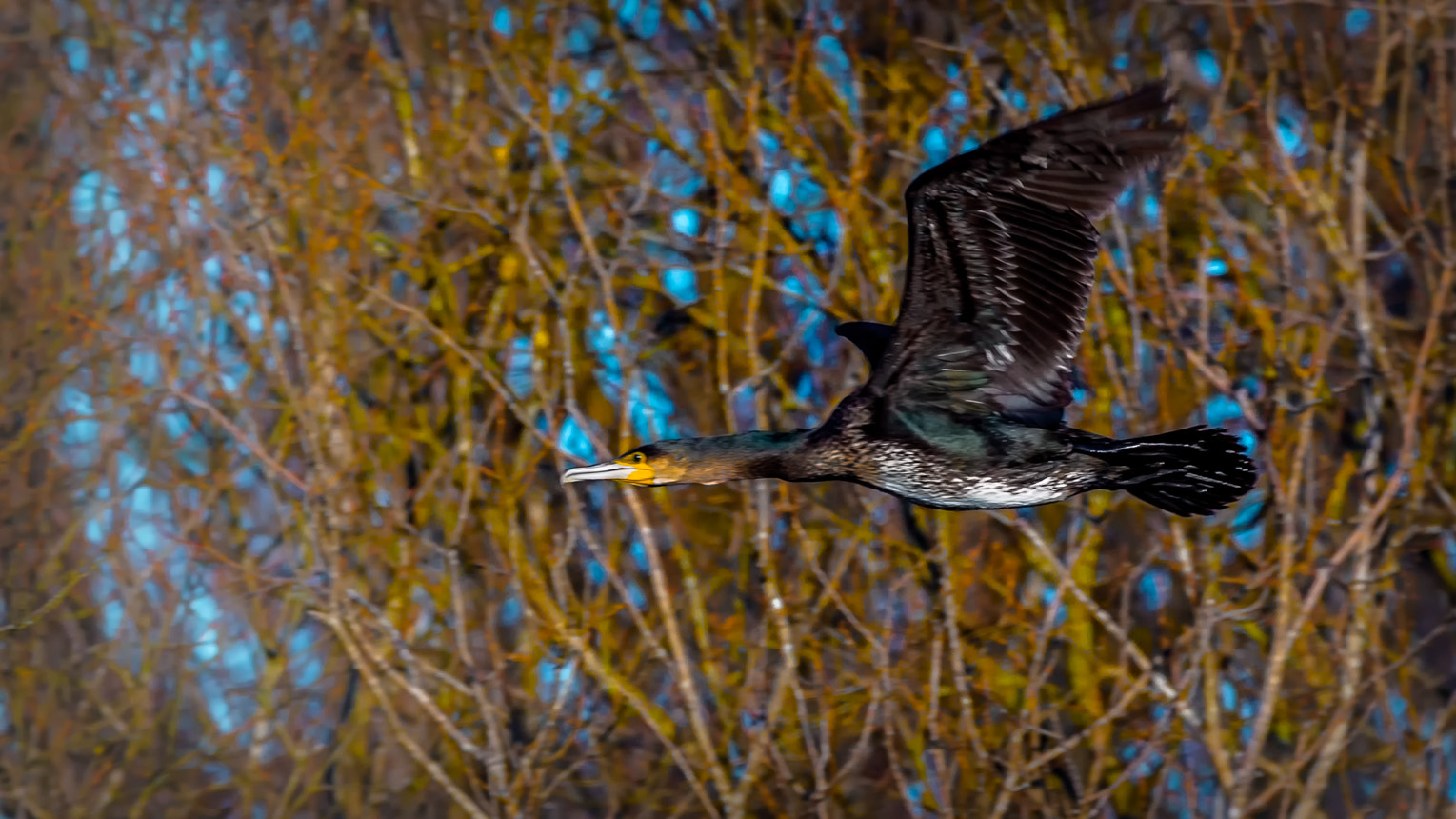 150-600mm F5-6.3 DG OS HSM | Contemporary 015 sample photo. Cormorant  photography