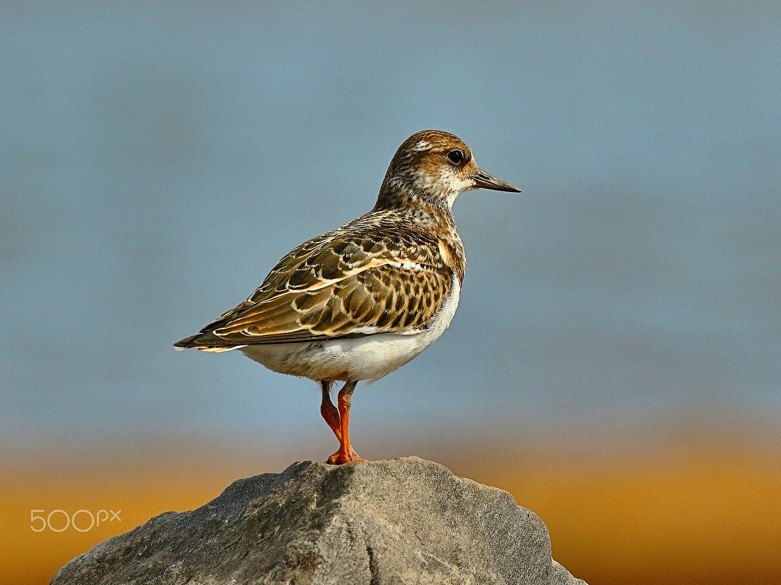 Canon EF 400mm F4 DO IS II USM sample photo. King of the hill photography