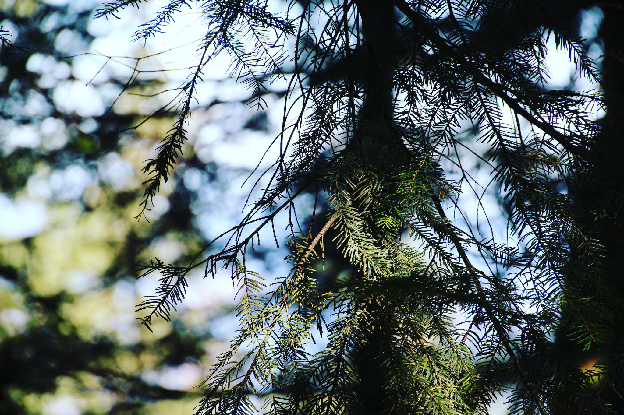 Canon EOS 700D (EOS Rebel T5i / EOS Kiss X7i) sample photo. Mt.hood oregon photography
