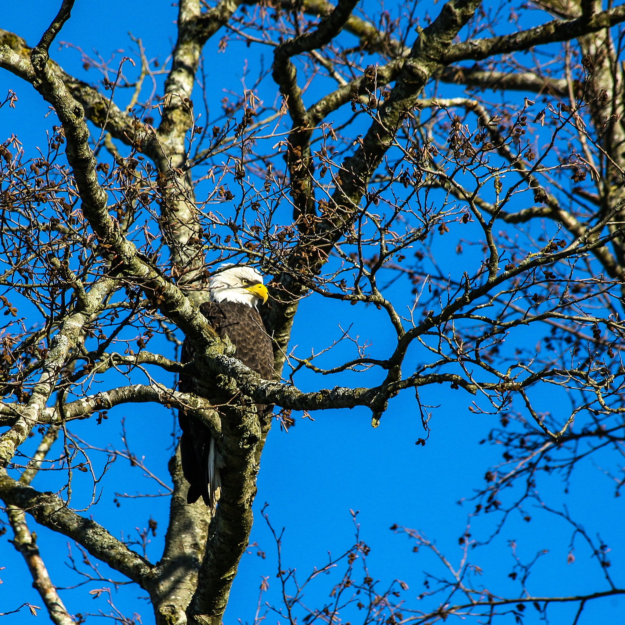 Canon EOS 5D + Canon EF 70-300mm F4-5.6 IS USM sample photo. Eagle on a cold clear winters day. photography
