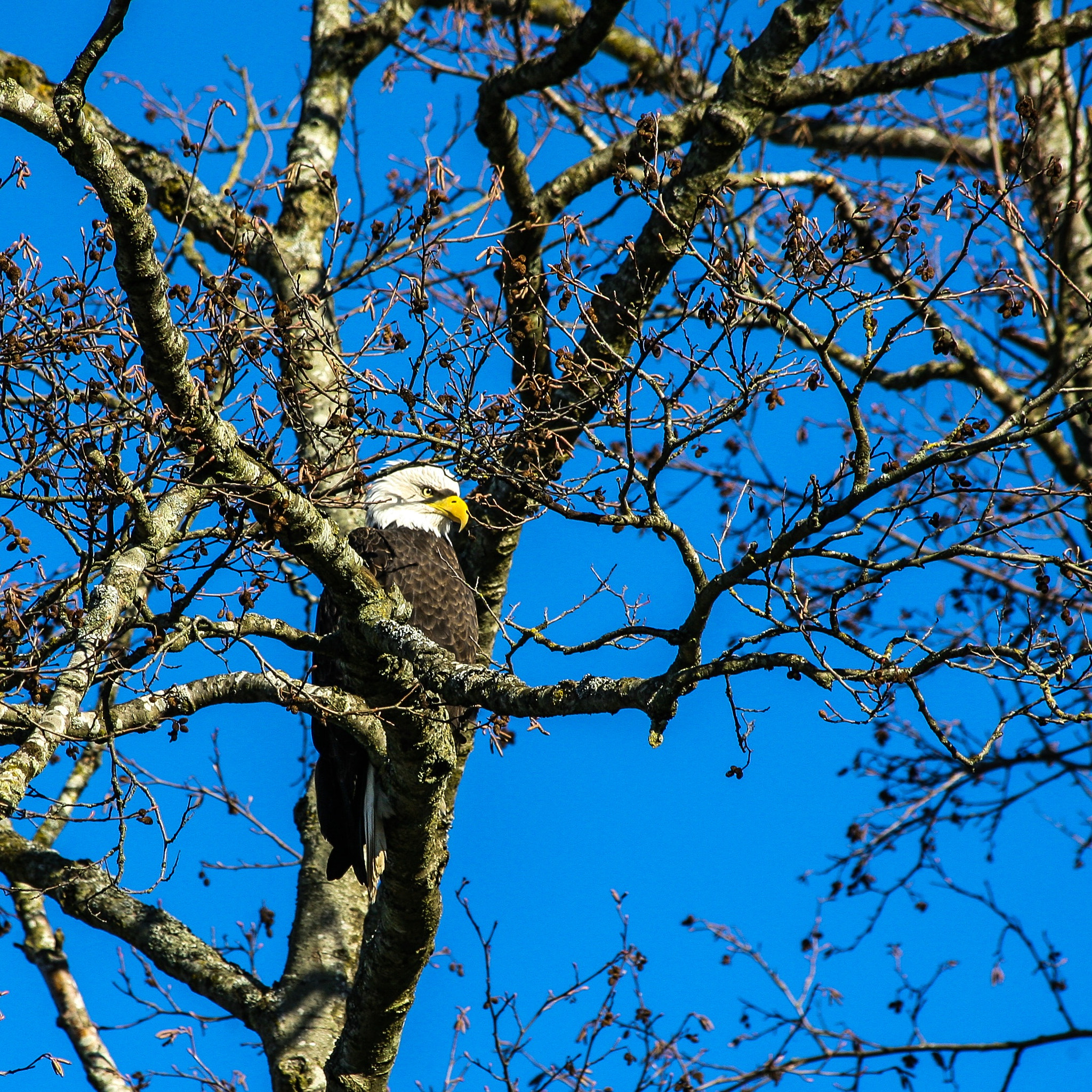 Canon EF 70-300mm F4-5.6 IS USM sample photo. Eagle on a cold clear winters day. photography