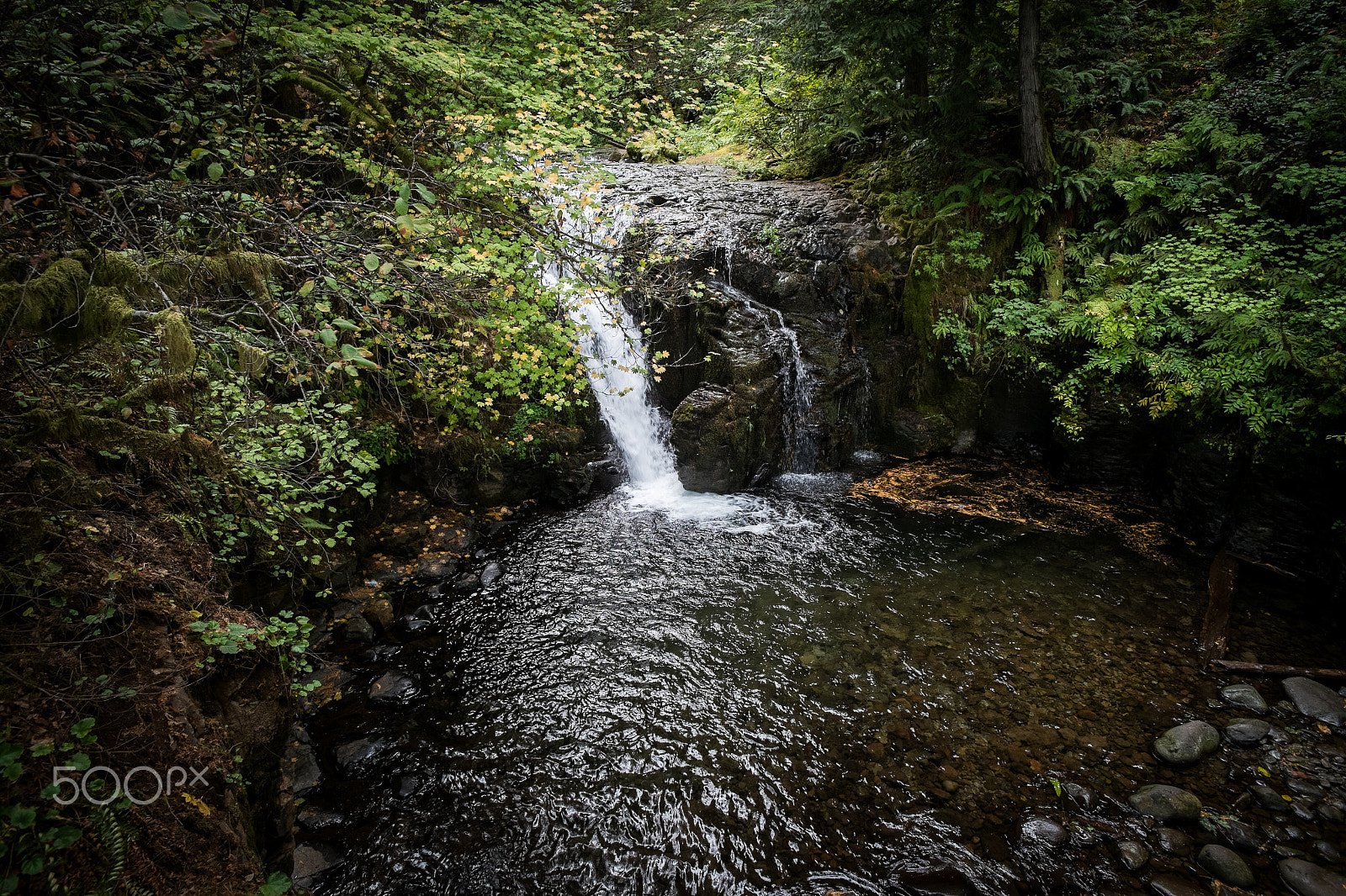 Fujifilm X-Pro1 + ZEISS Touit 12mm F2.8 sample photo. Forest photography